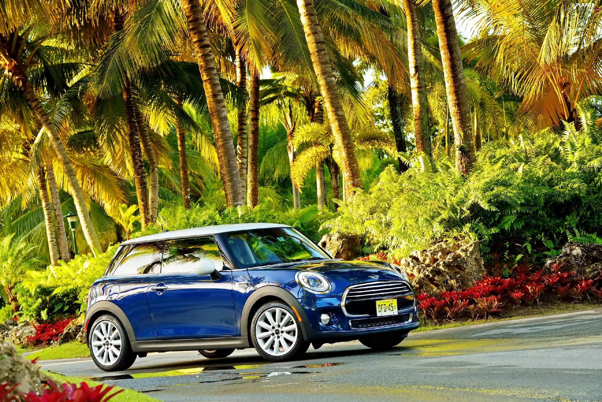 Mini, Way, Palms, Cooper F56