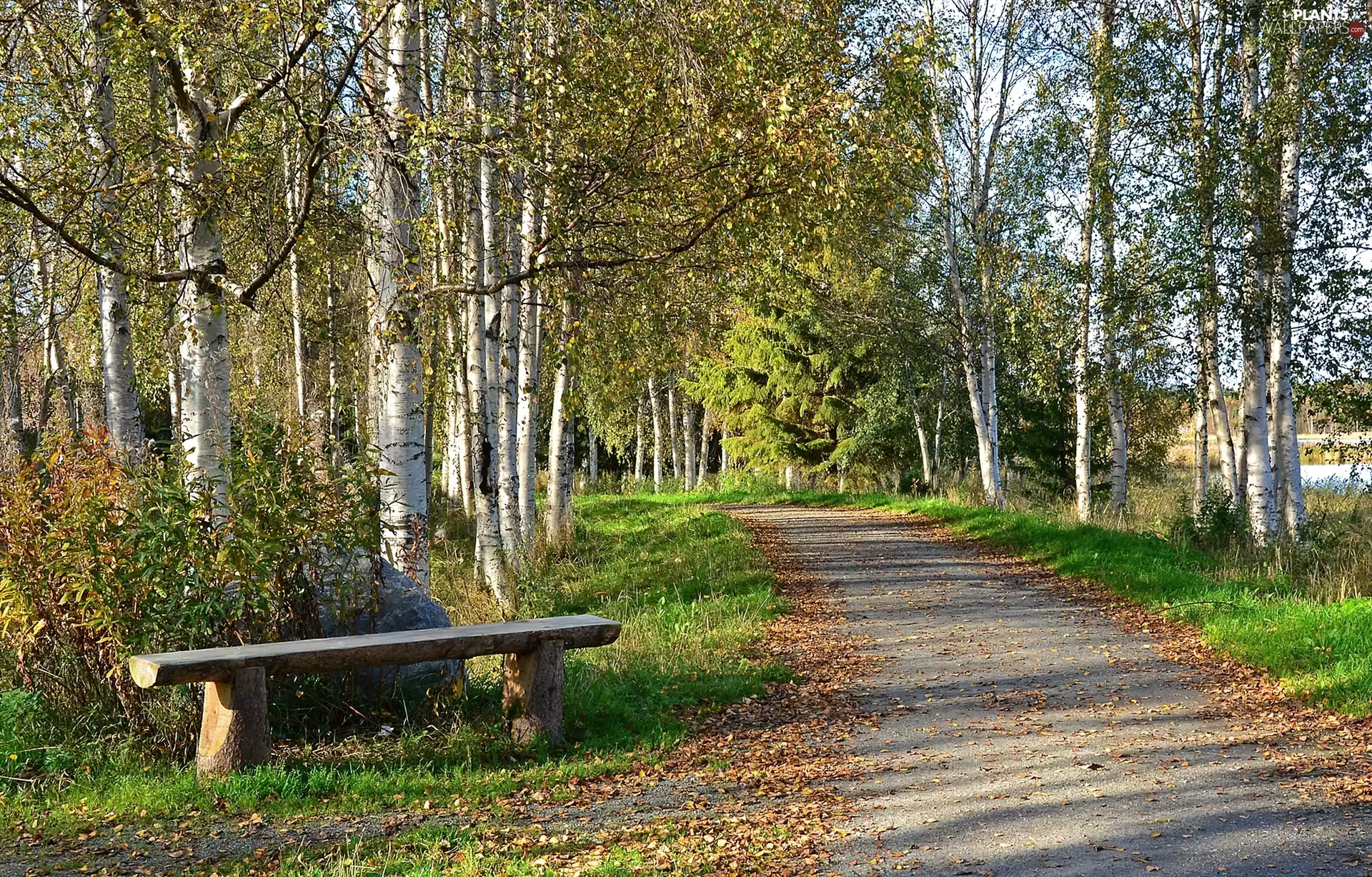 Park, Bench, birch, Way