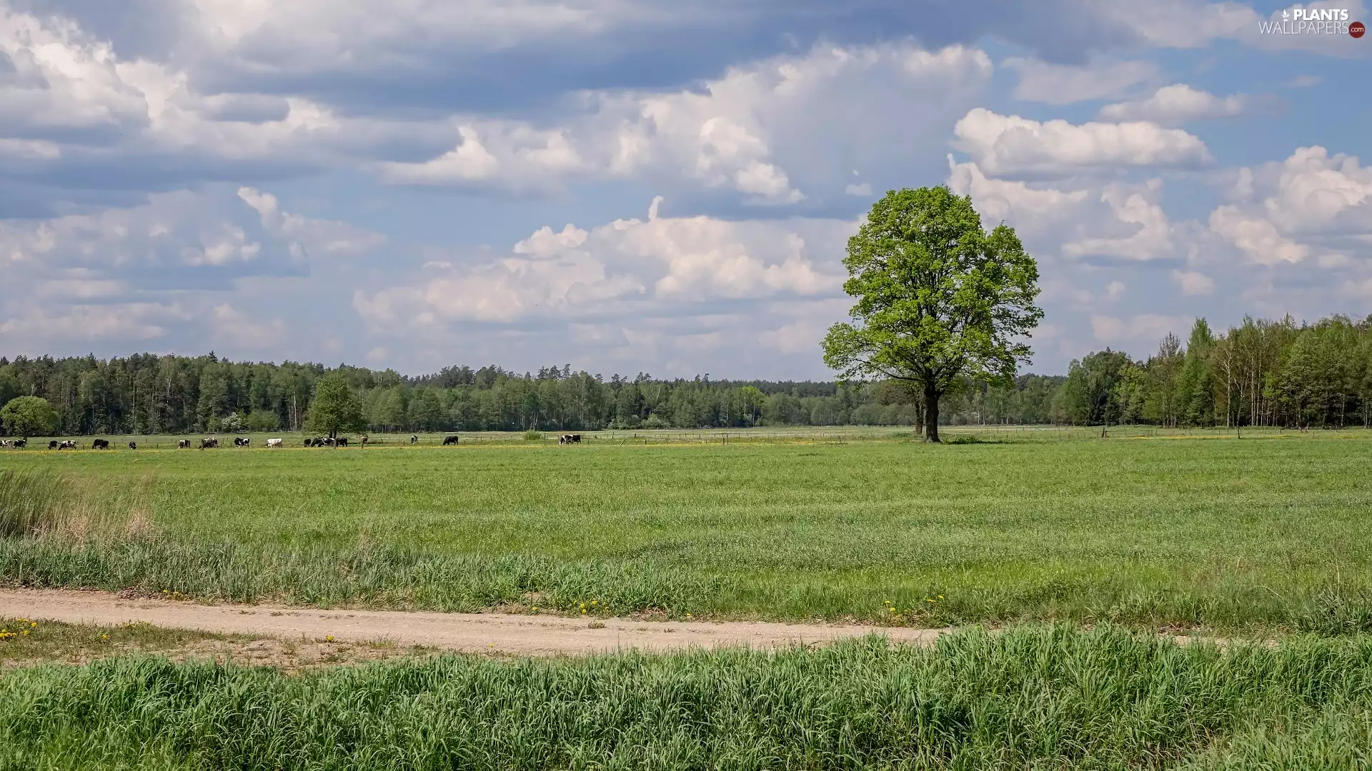 Cows, medows, viewes, Way, trees, pasture