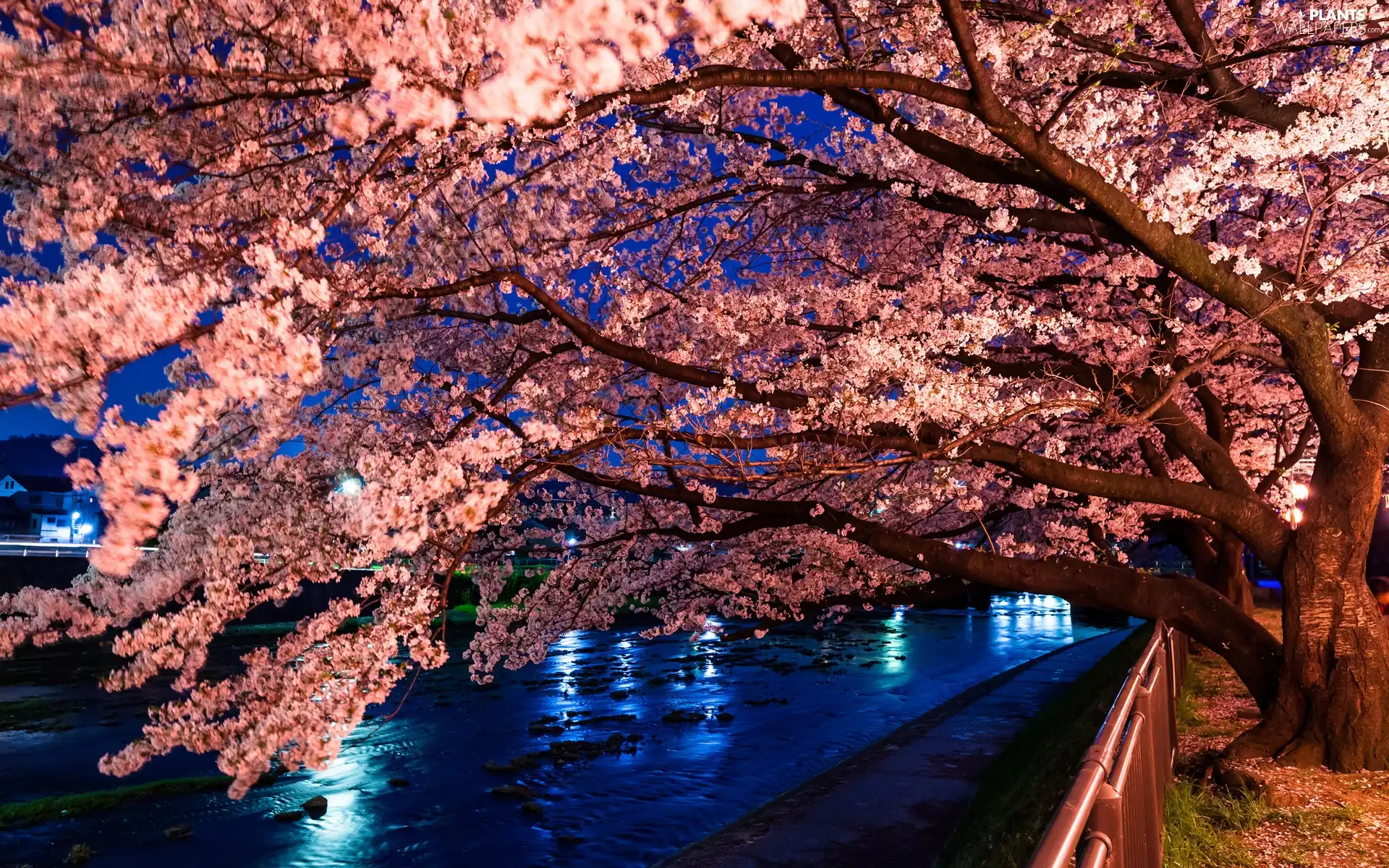 trees, Park, Way, River, viewes, flourishing