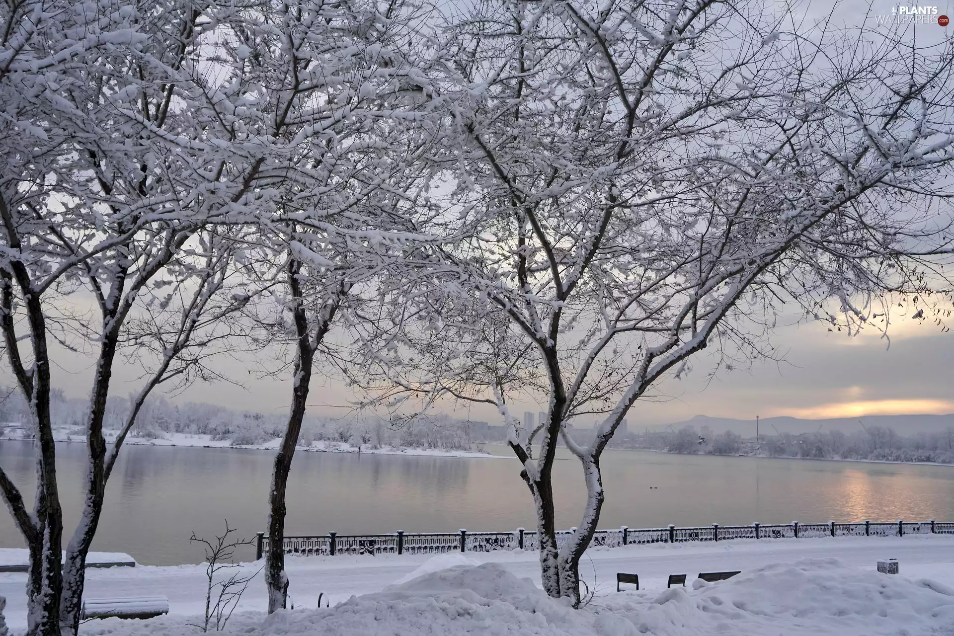 viewes, Way, River, trees, winter