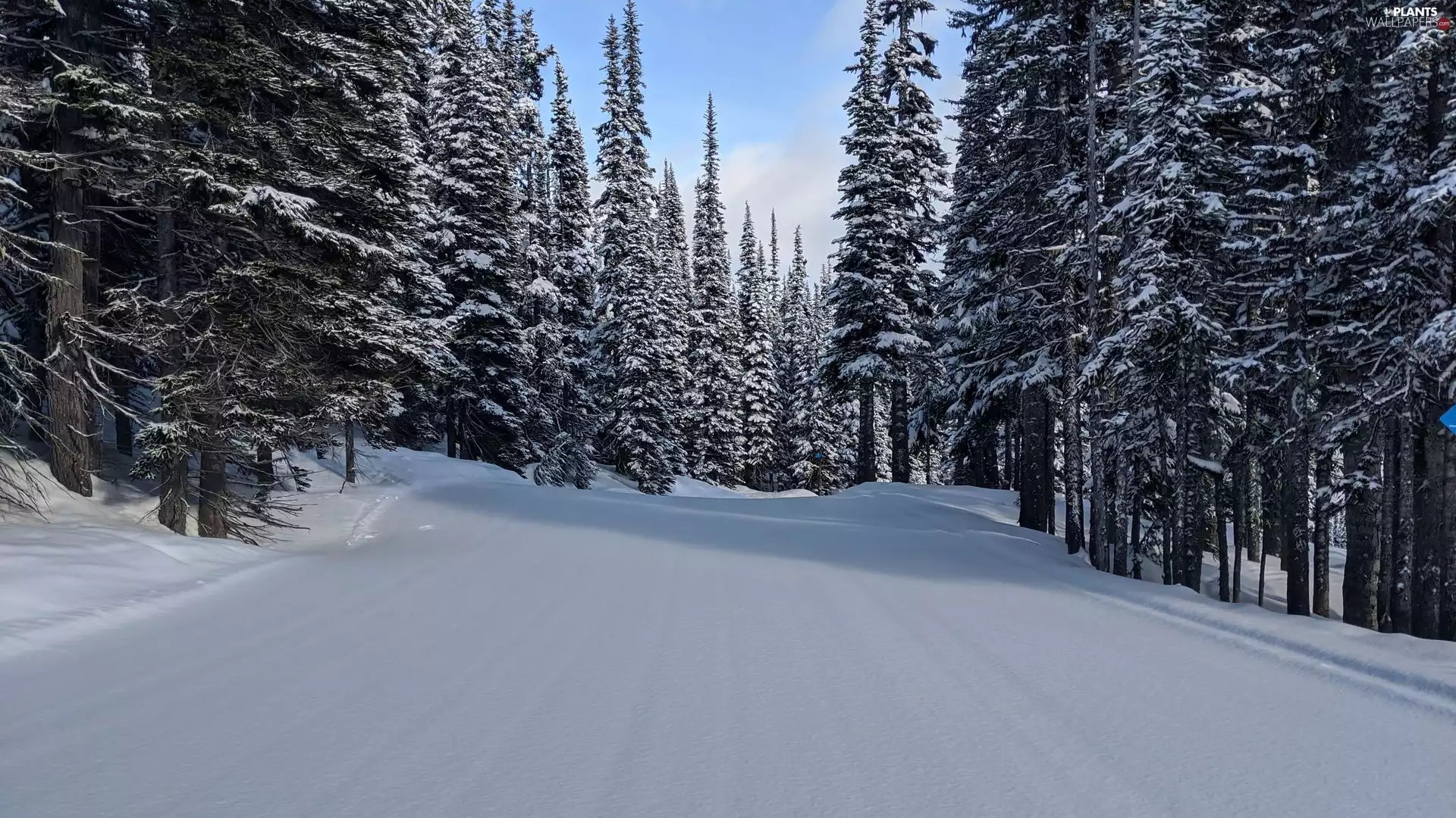 viewes, Way, snow, trees, forest