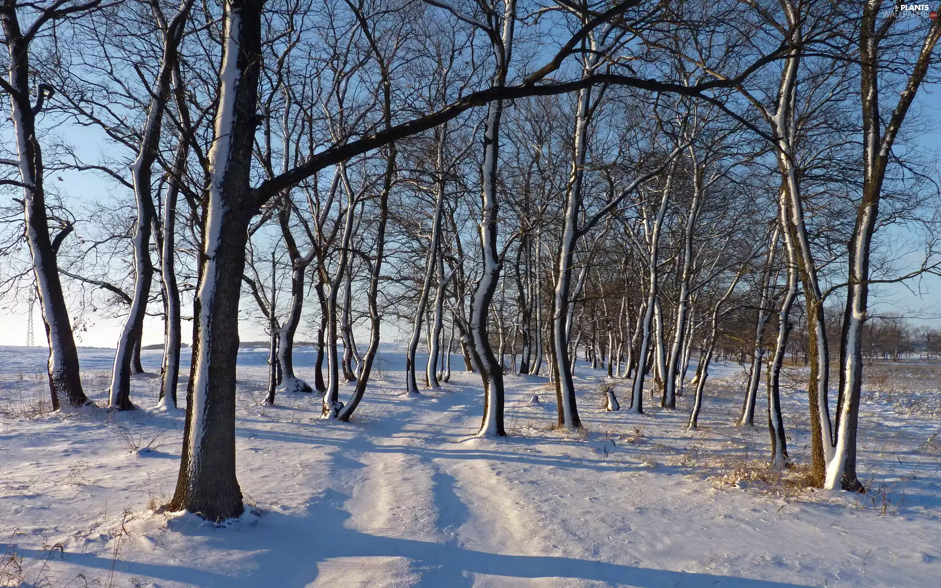 trees, winter, snowy, Way, viewes, snow