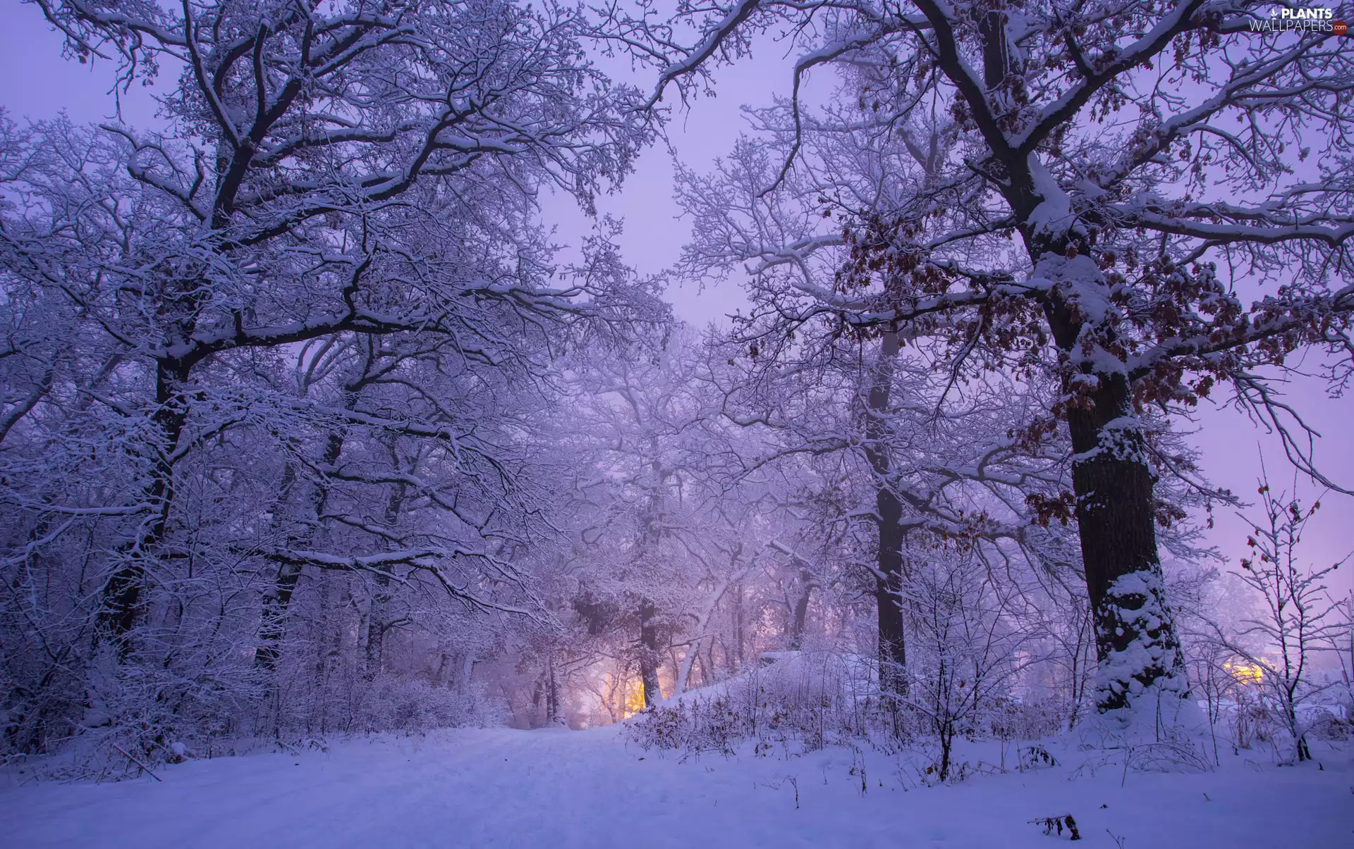 snowy, winter, viewes, Way, trees, snow