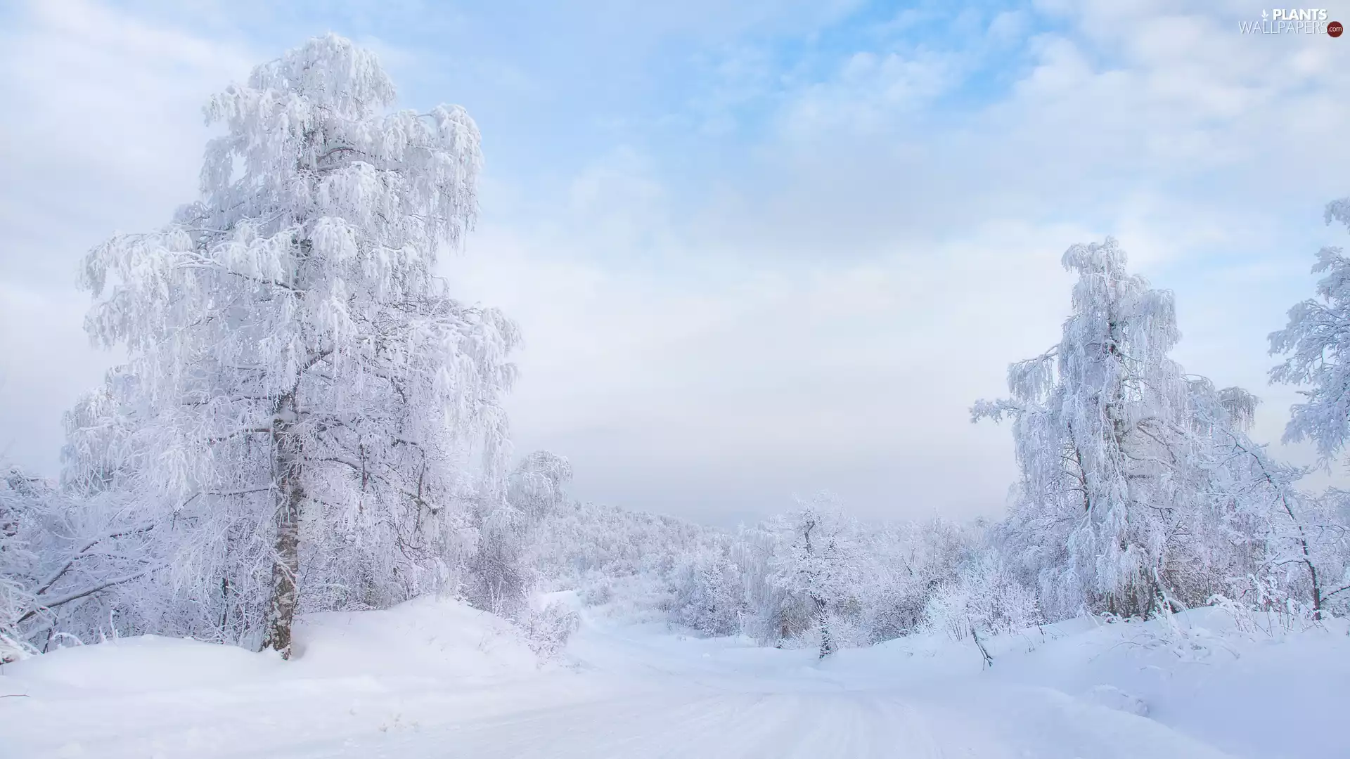 Snowy, winter, viewes, Way, trees, snow