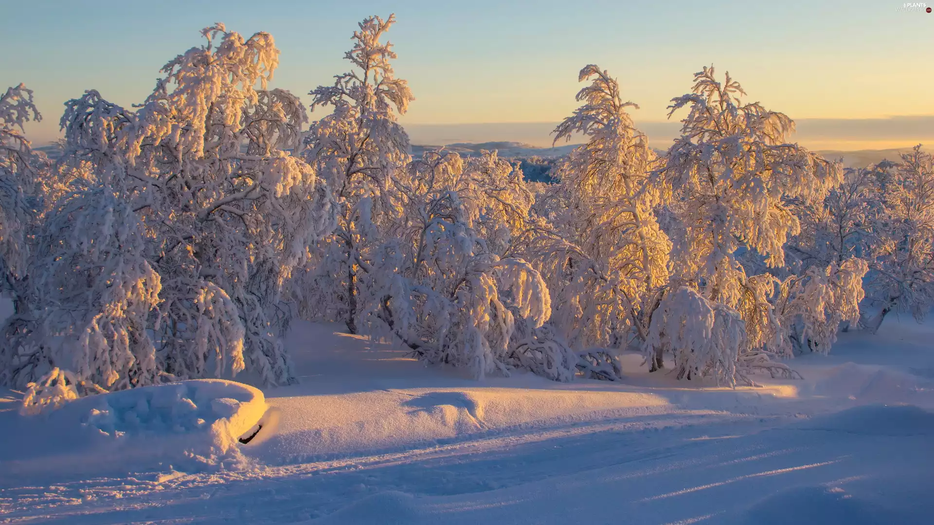 trees, winter, snow, Way, viewes, Snowy
