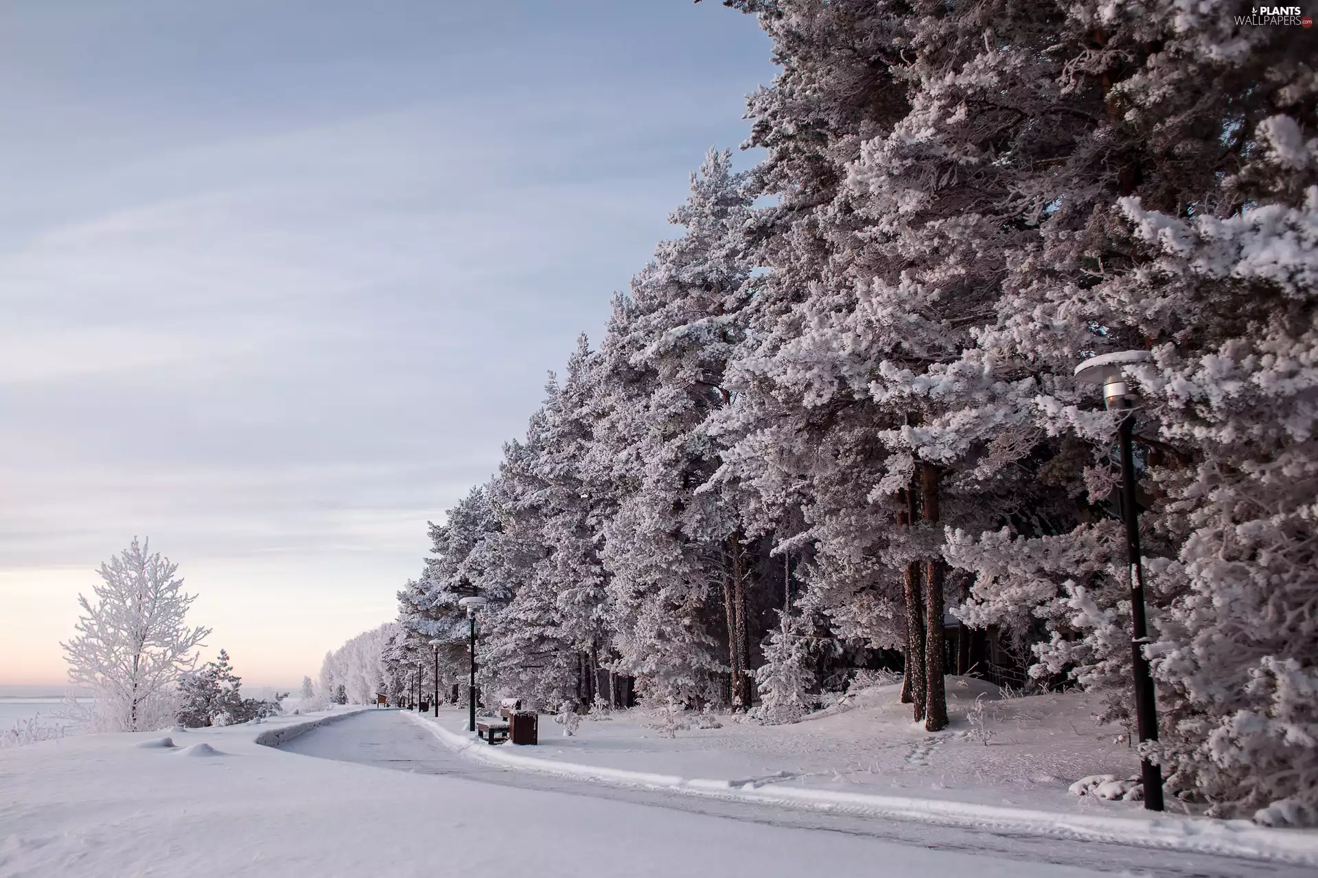 viewes, Way, Snowy, trees, winter