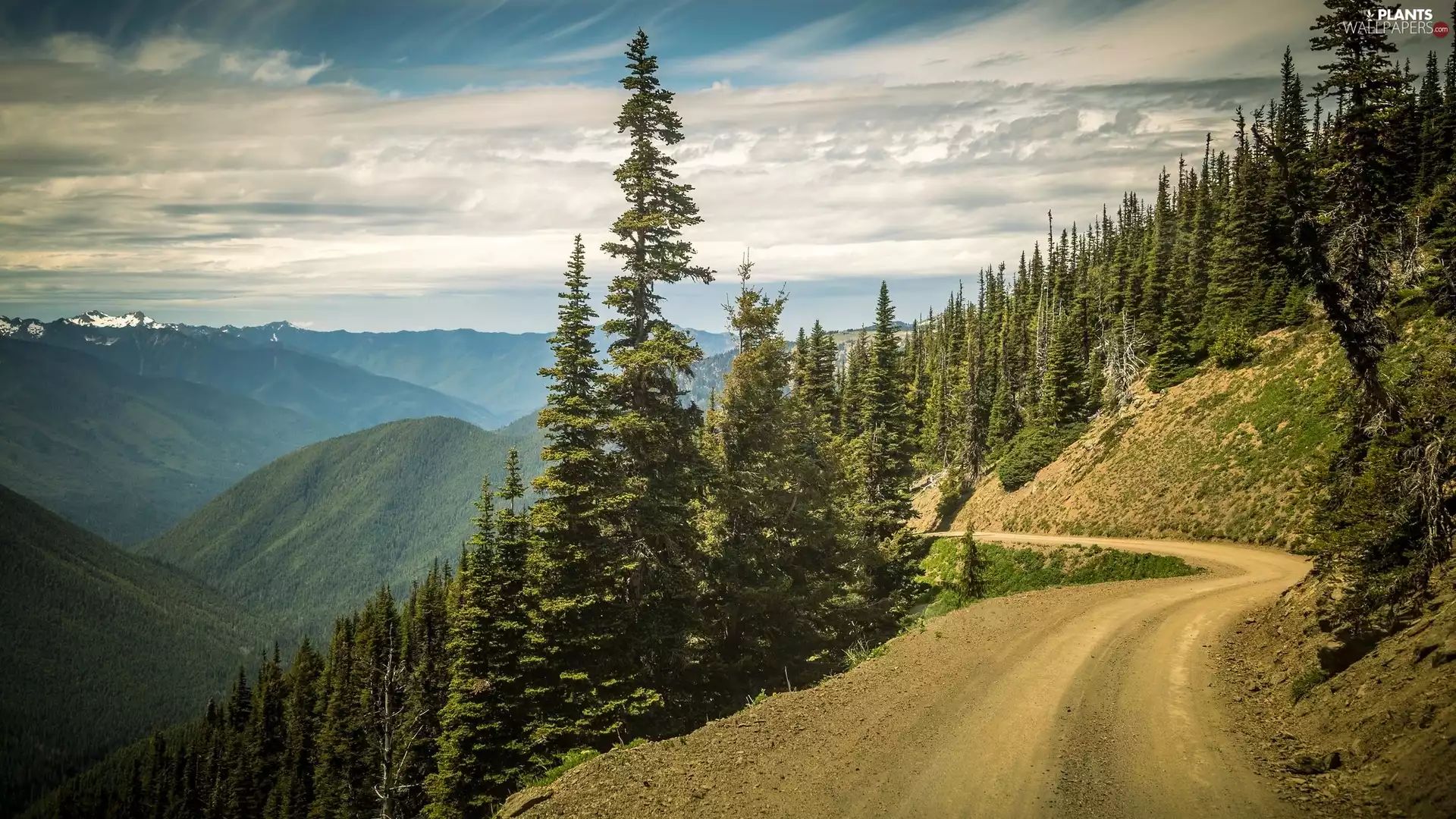 Way, Mountains, Spruces