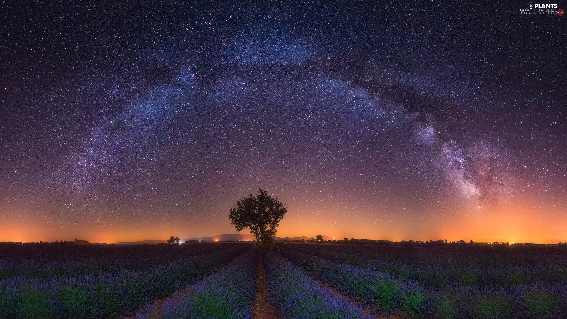 Night, lavender, star, Sky, Field, trees, Star way