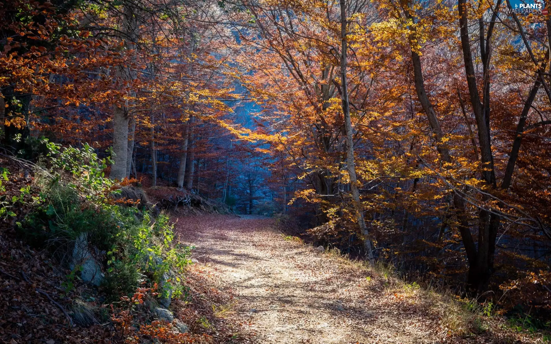 Way, forest, Leaf, Przebijające, luminosity, autumn, sun, flash, ligh