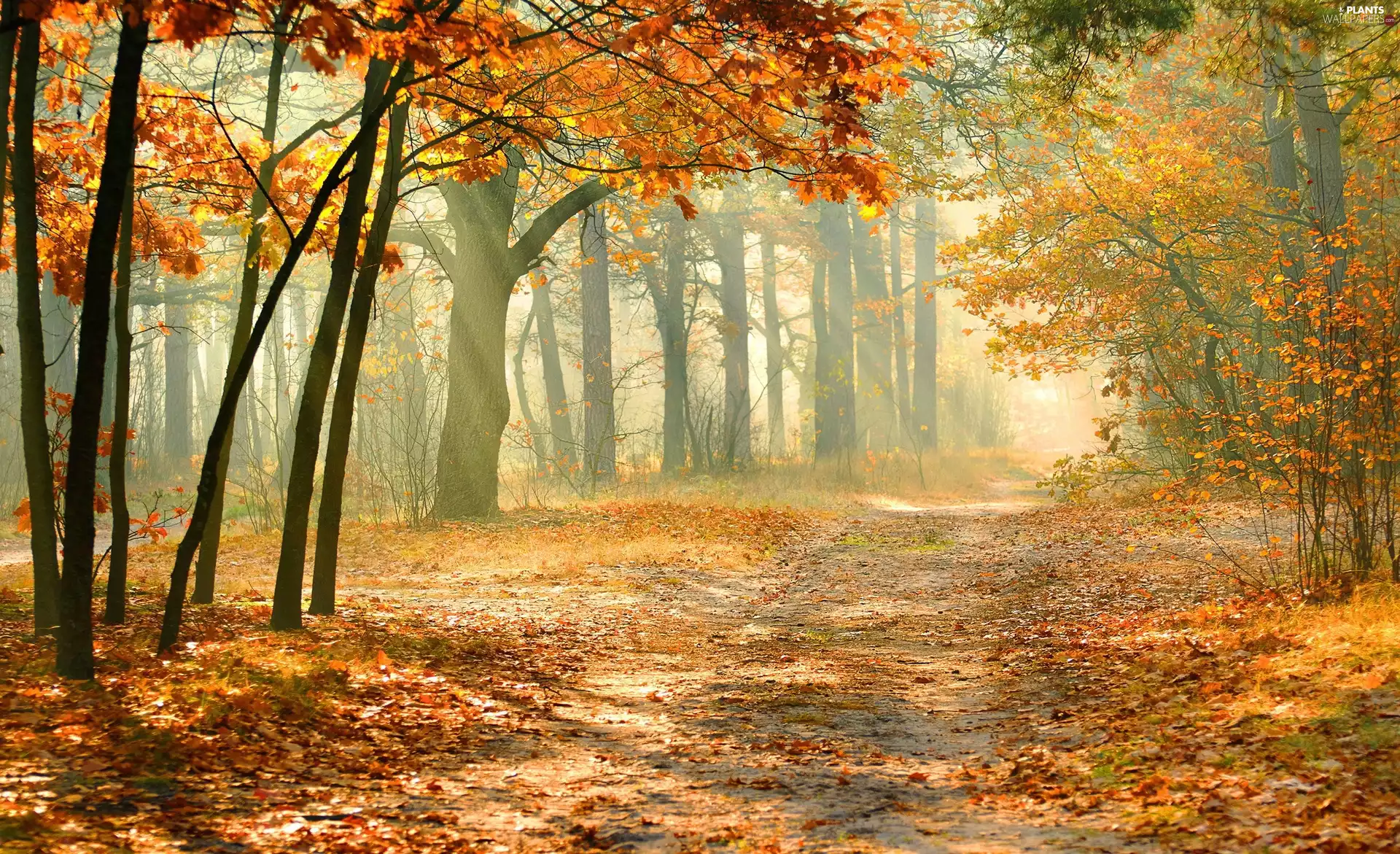 Way, Park, Leaf, Przebijające, luminosity, autumn, sun, flash, ligh