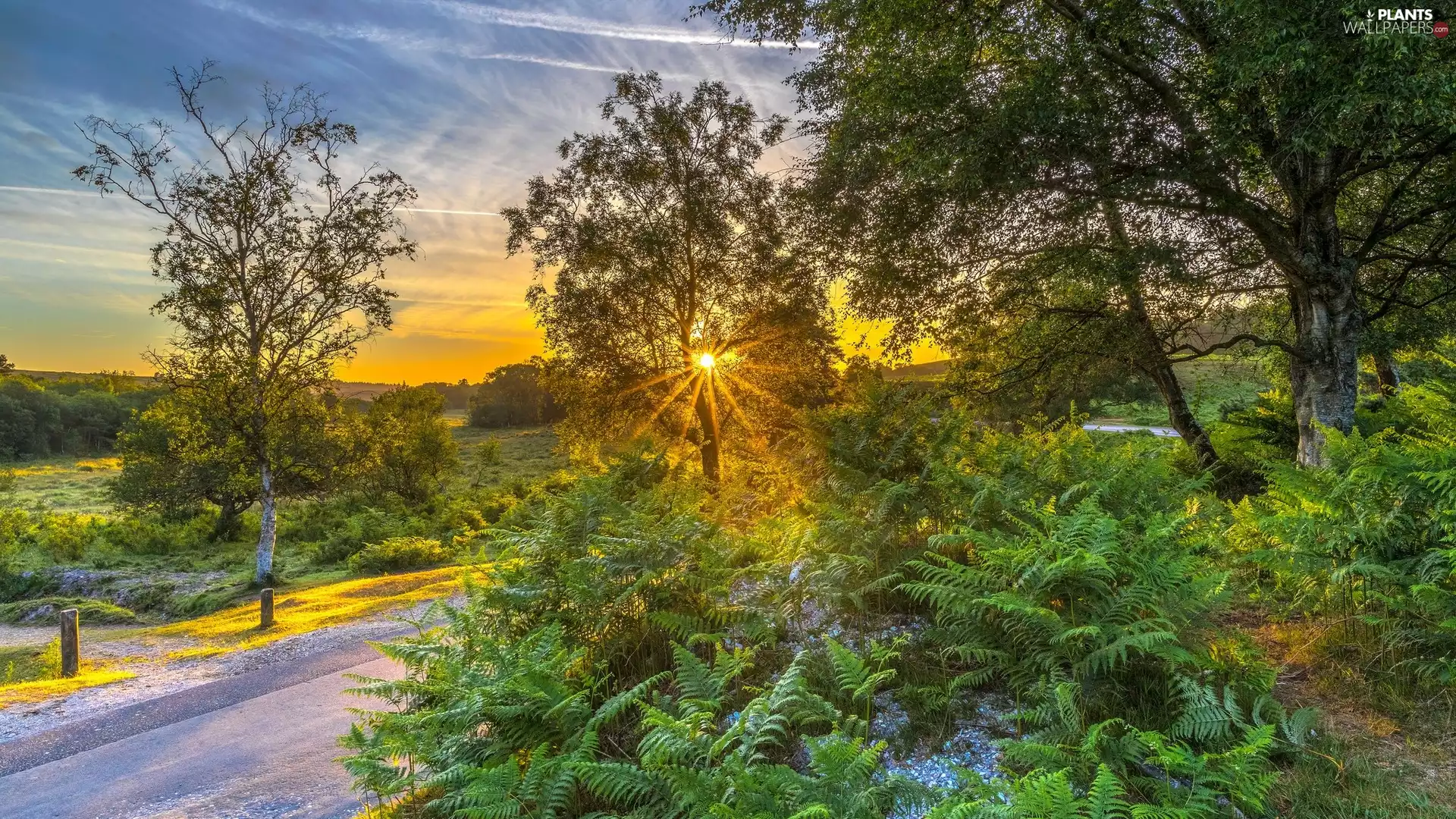 Way, trees, Plants, rays of the Sun, fern, viewes