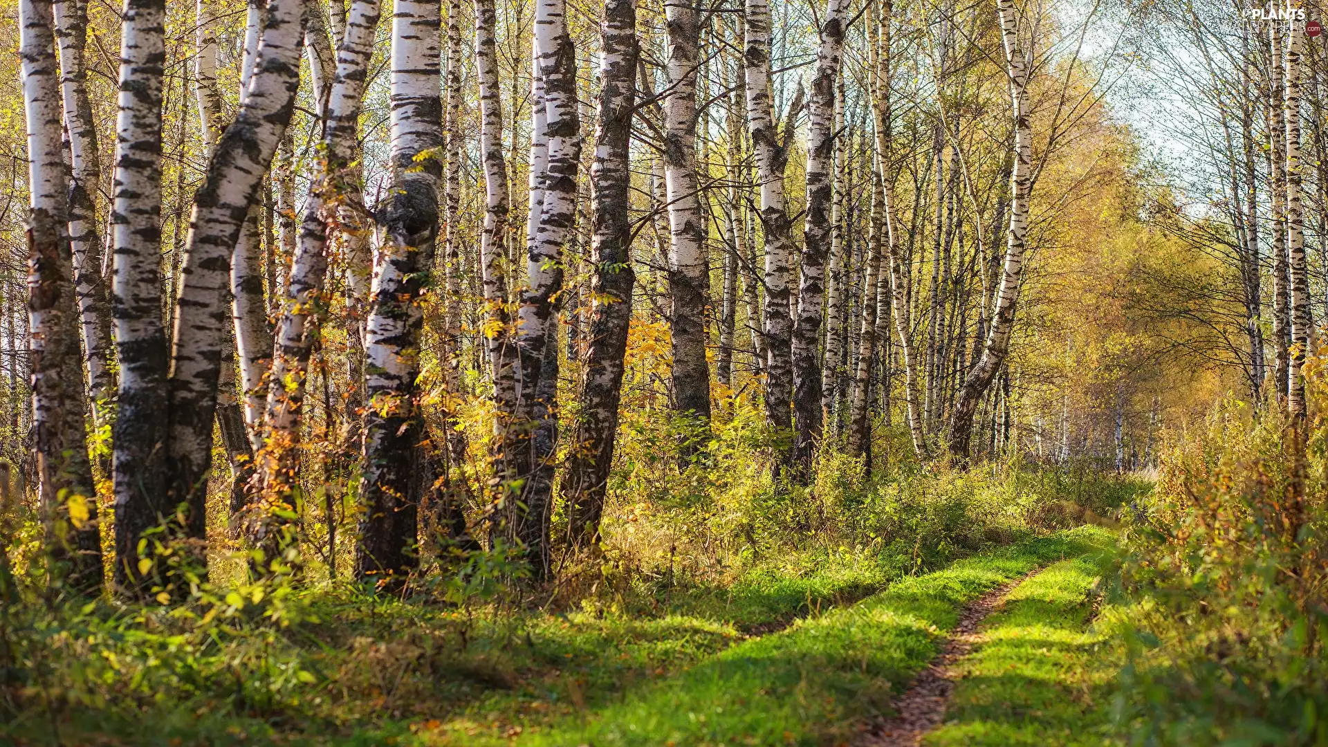 Way, trees, birch, day, Bush, forest, viewes, autumn, sunny, grass