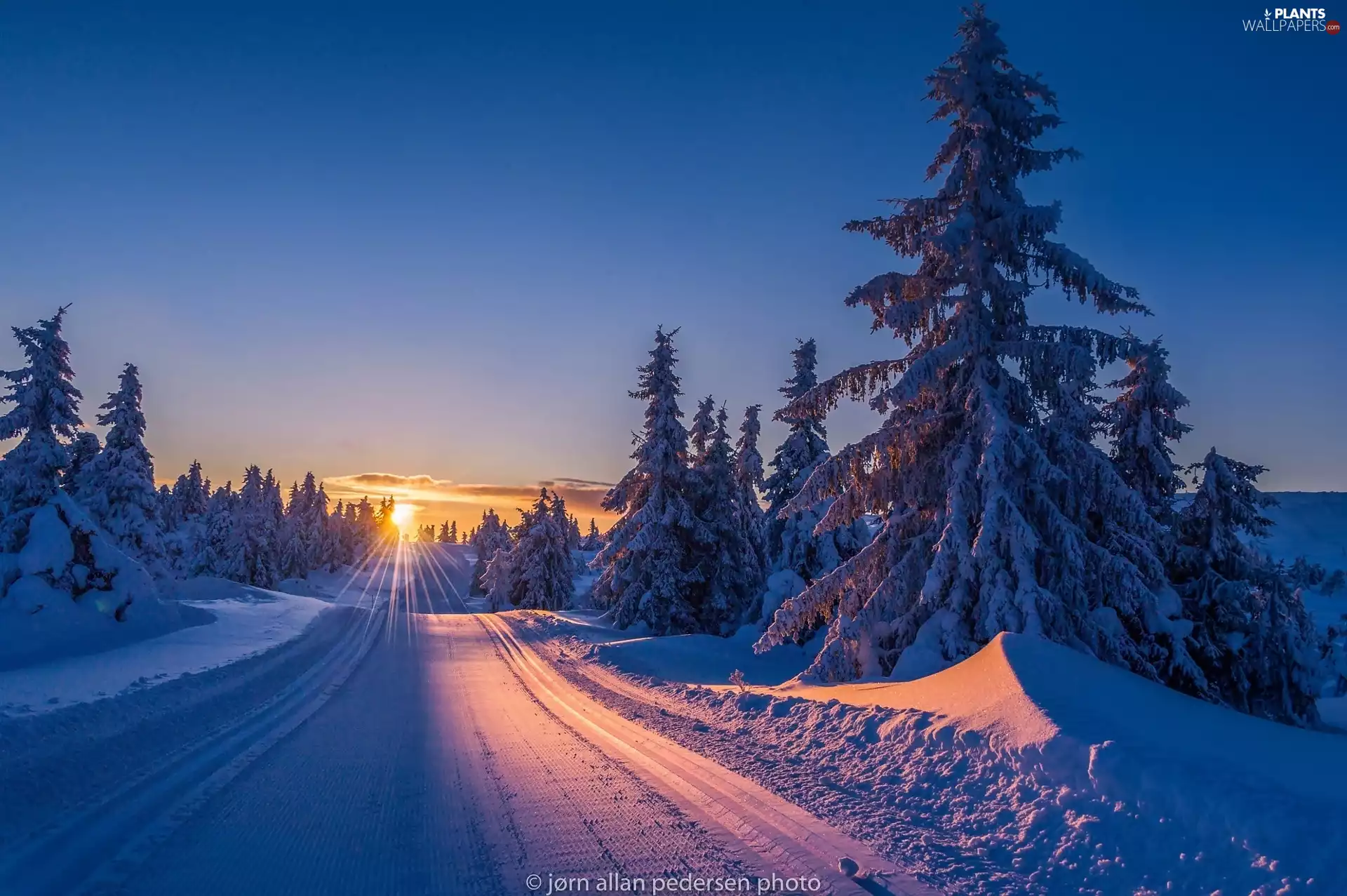 rays of the Sun, winter, forest, Spruces, Way