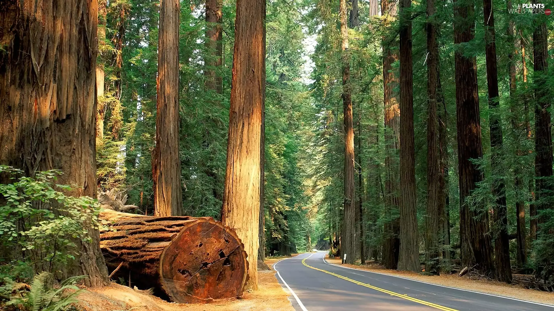 Humboldt Redwoods State Park, trees, Stems, viewes, Way, State of California, The United States, redwoods
