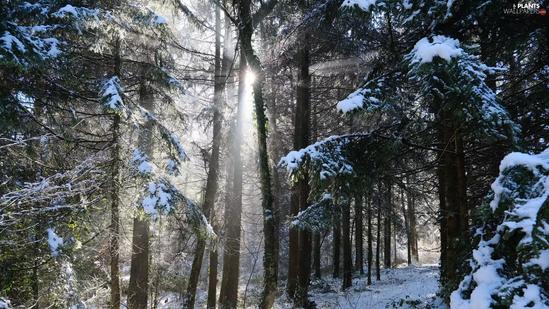 Way, trees, snow, viewes, forest, winter, light breaking through sky