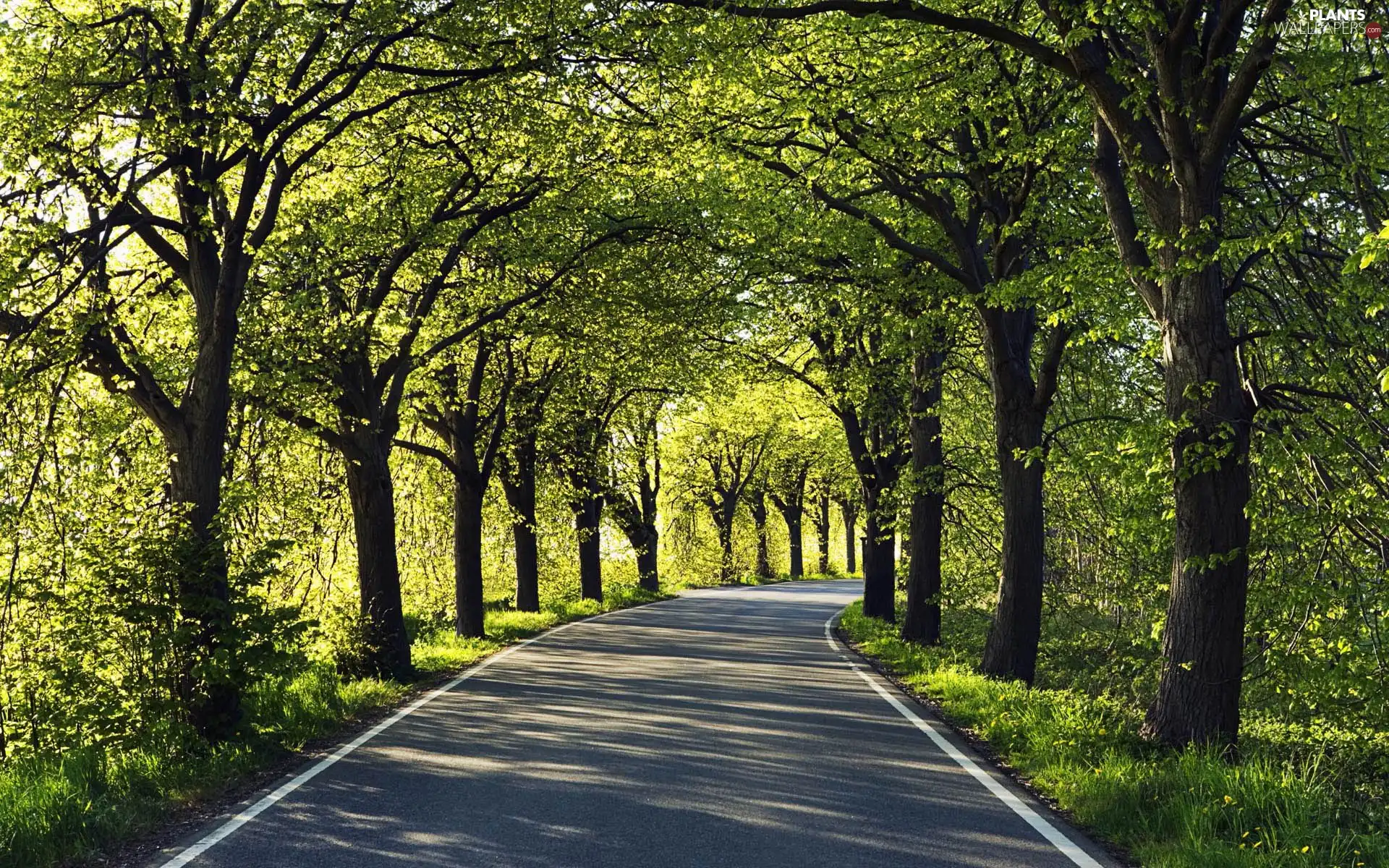 trees, asphalt, Way, viewes