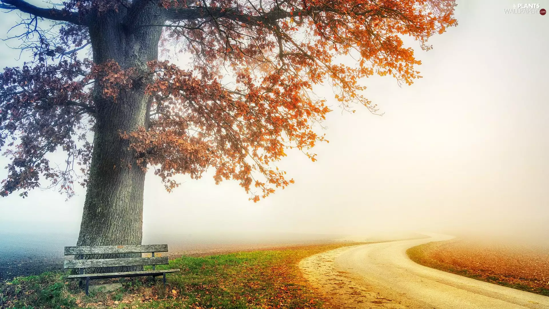 Fog, Way, trees, Bench, autumn