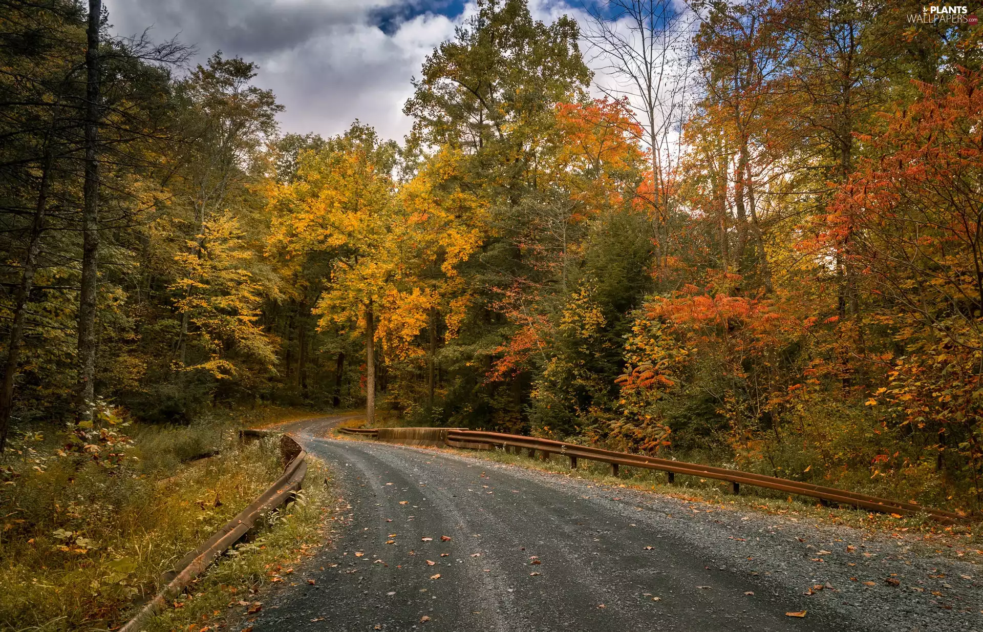 forest, Way, trees, viewes, autumn
