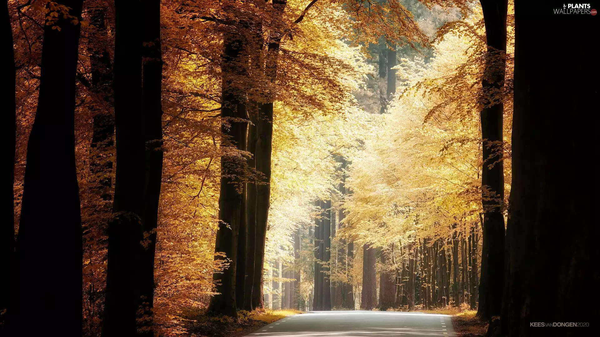 viewes, forest, autumn, Way, Stems, trees