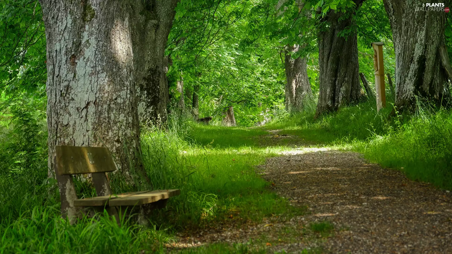 viewes, Park, Bench, Way, Wooden, trees