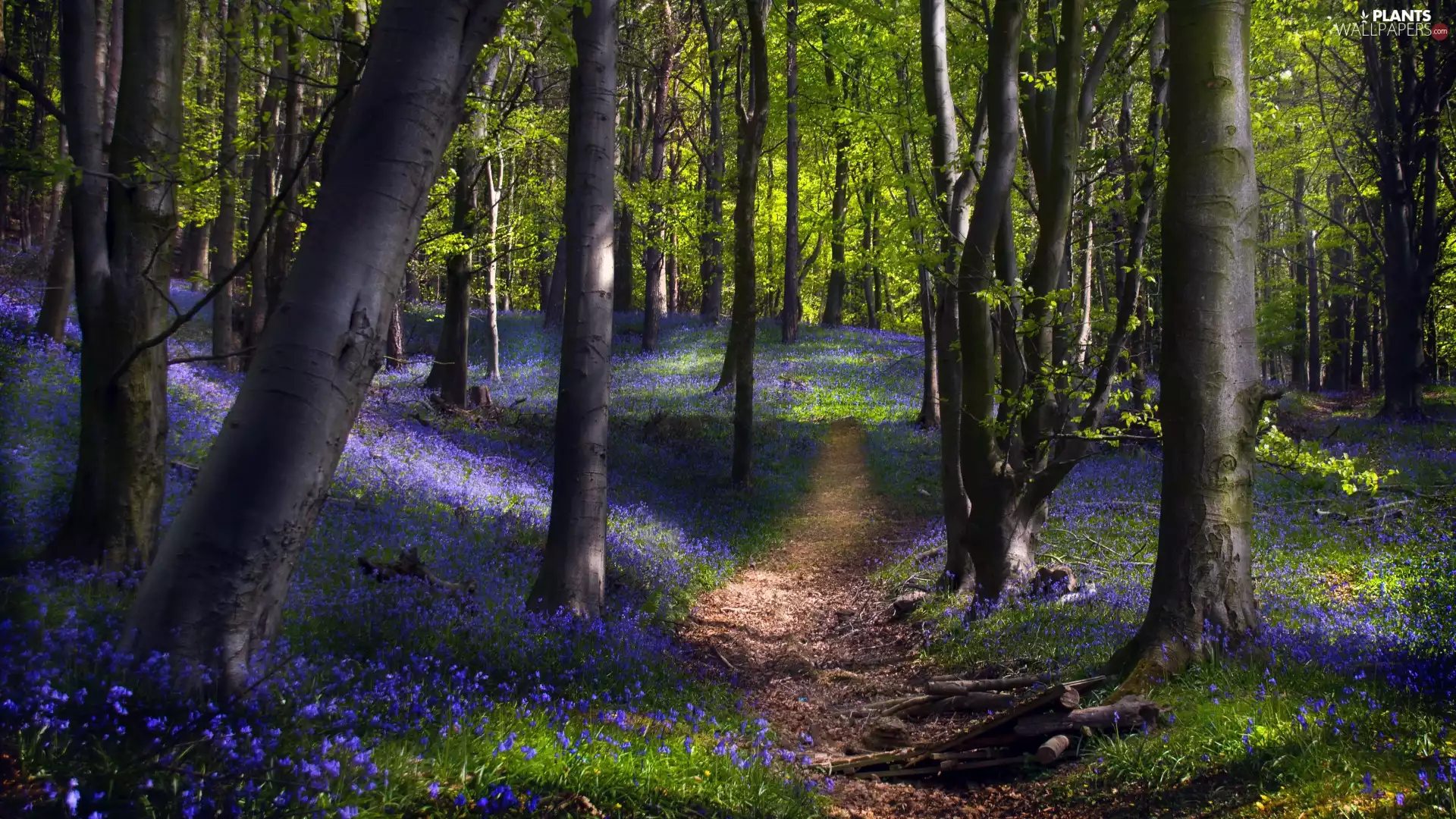viewes, forest, Blue, Way, Flowers, trees