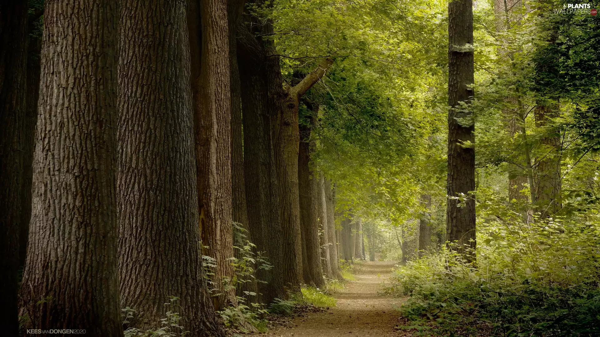 viewes, forest, Bush, Way, Stems, trees