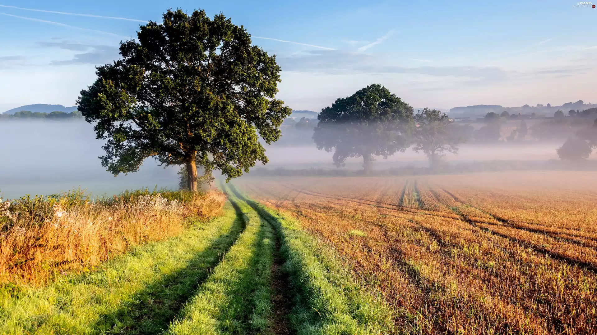 Fog, Way, trees, viewes, field