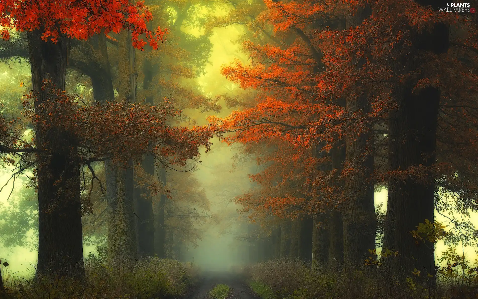 viewes, forest, Fog, Way, autumn, trees