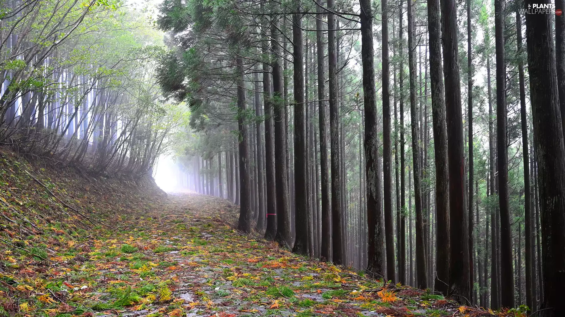 viewes, high, Fog, Way, forest, trees