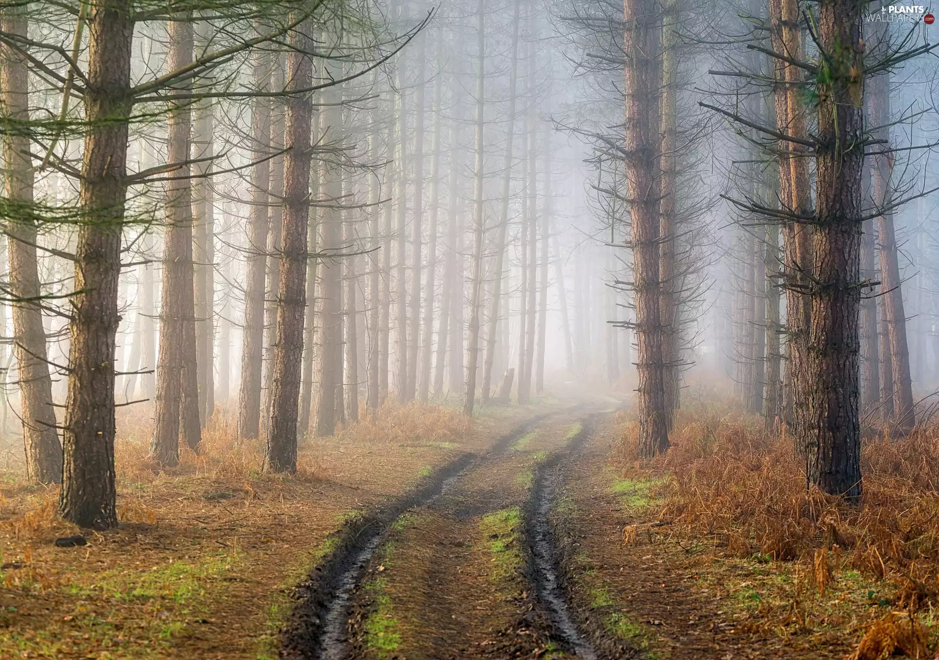 forest, Way, trees, viewes, Fog