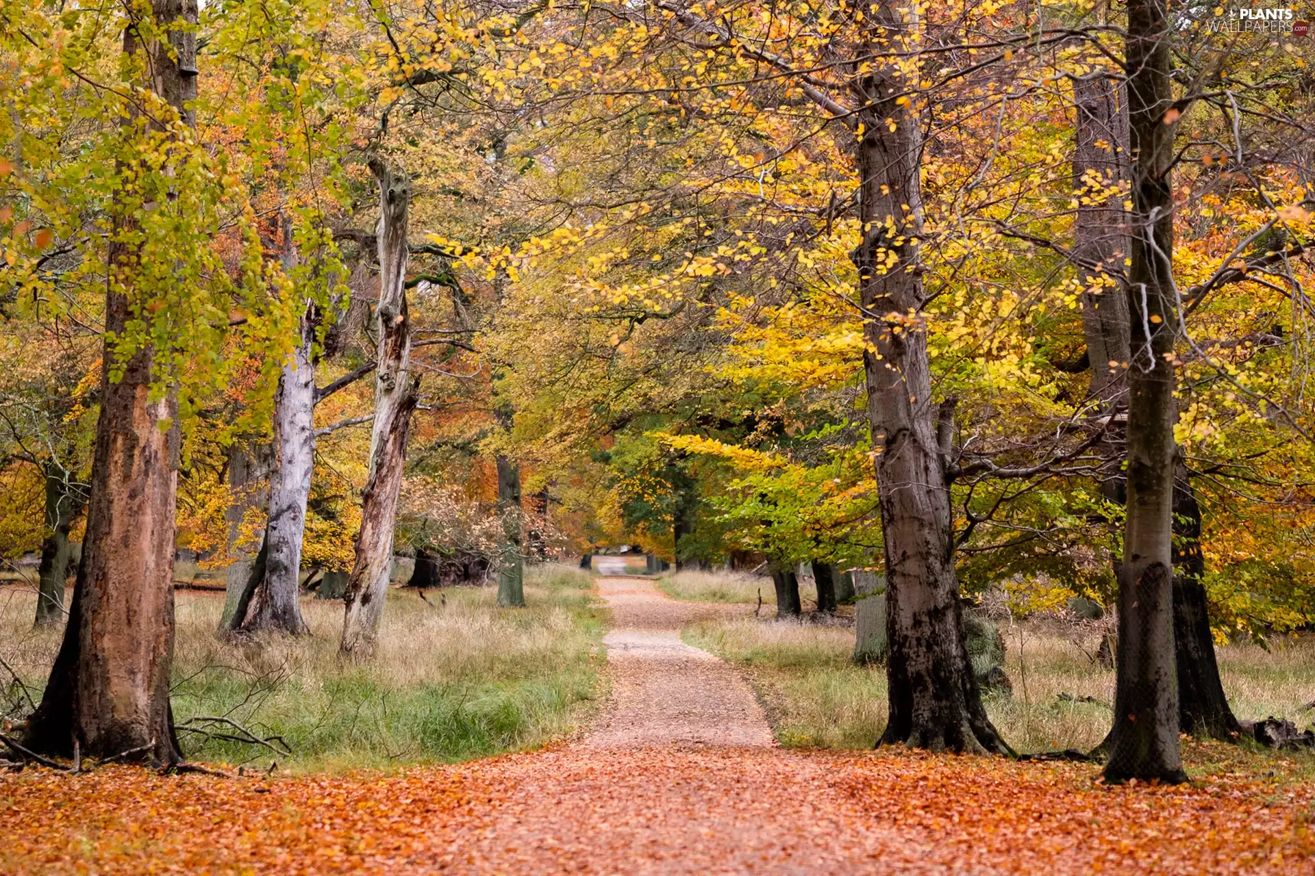 autumn, Way, trees, viewes, forest