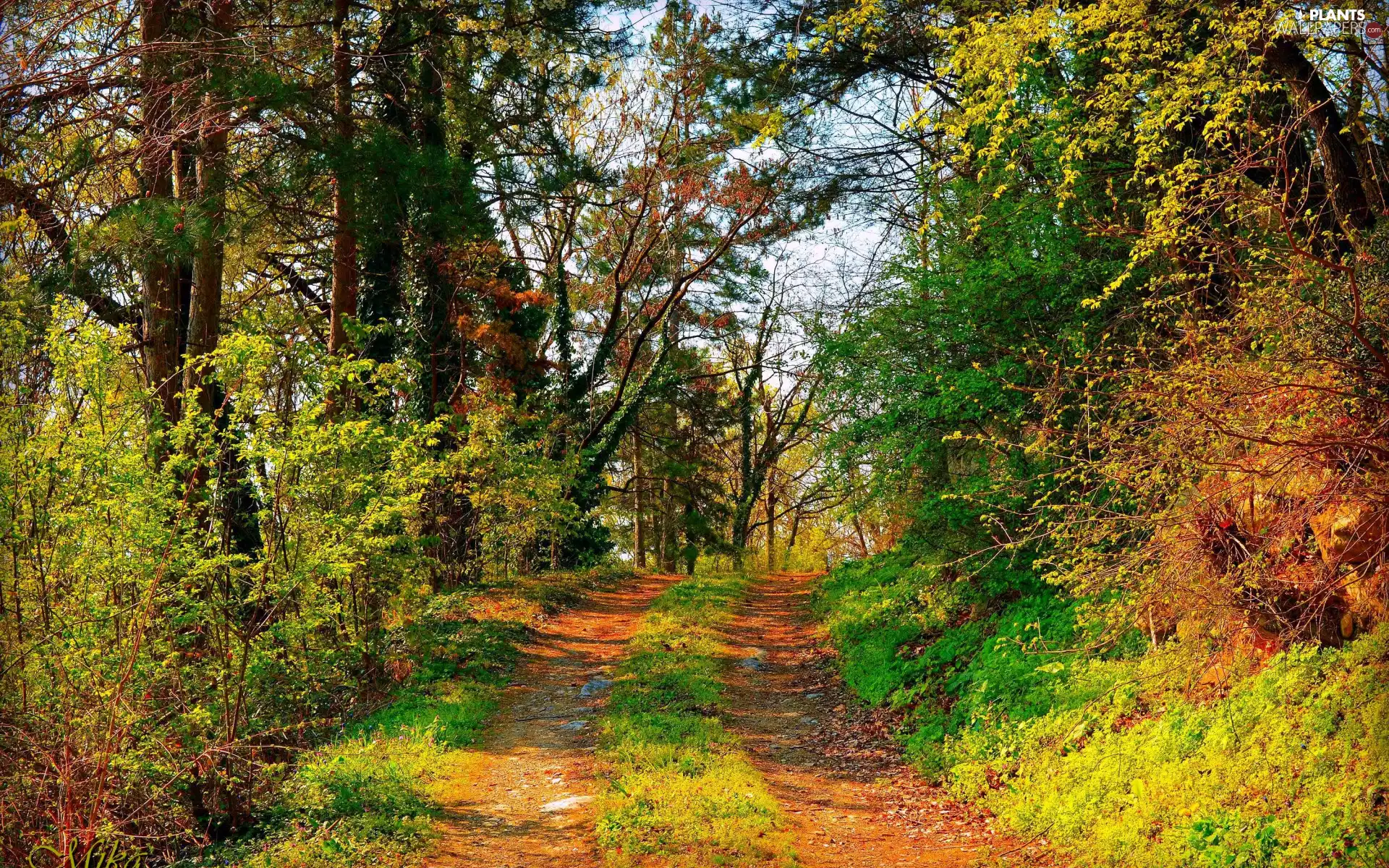 viewes, autumn, forest, Way, Bush, trees