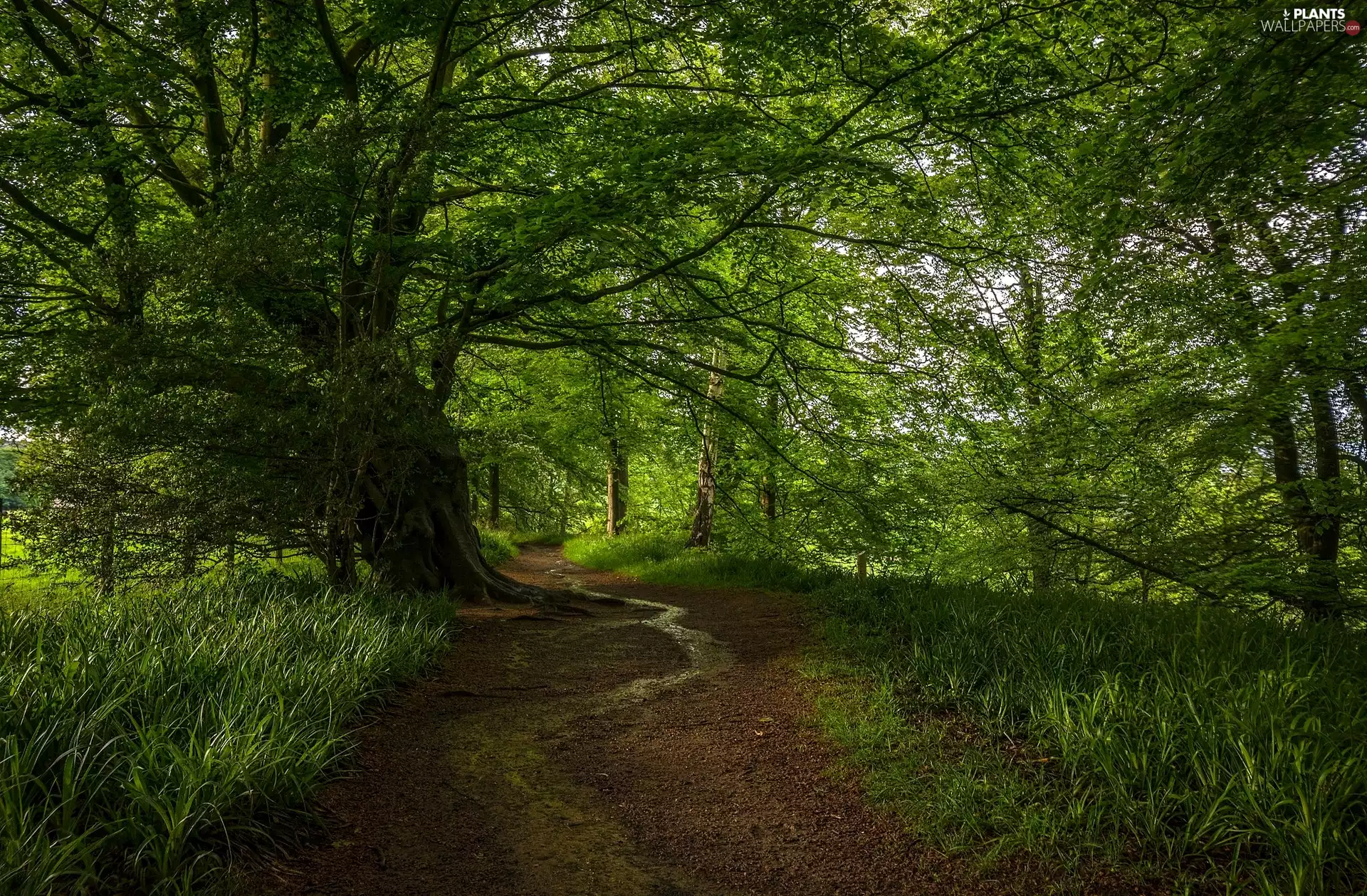 Path, Way, trees, viewes, forest