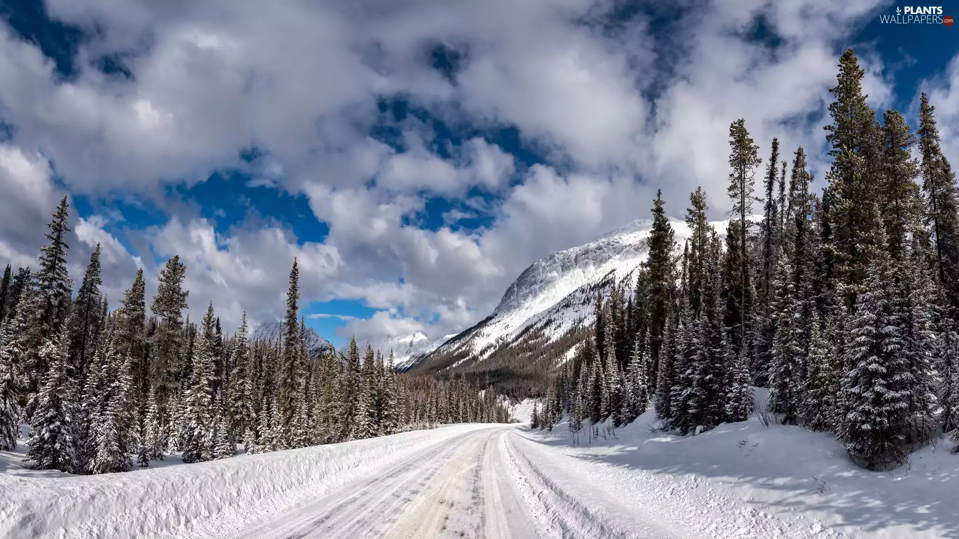 Mountains, forest, trees, Way, winter, snow, viewes