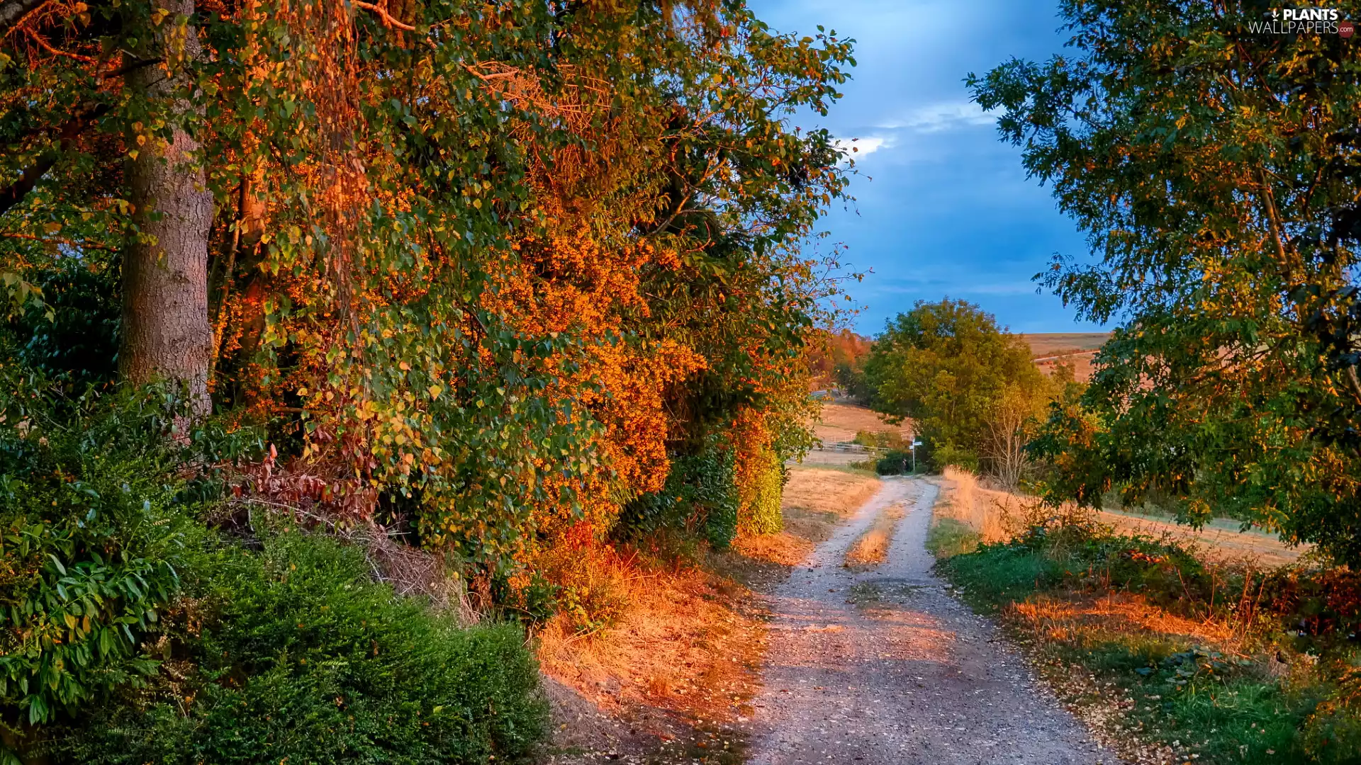 viewes, autumn, grass, Way, Yellowed, trees