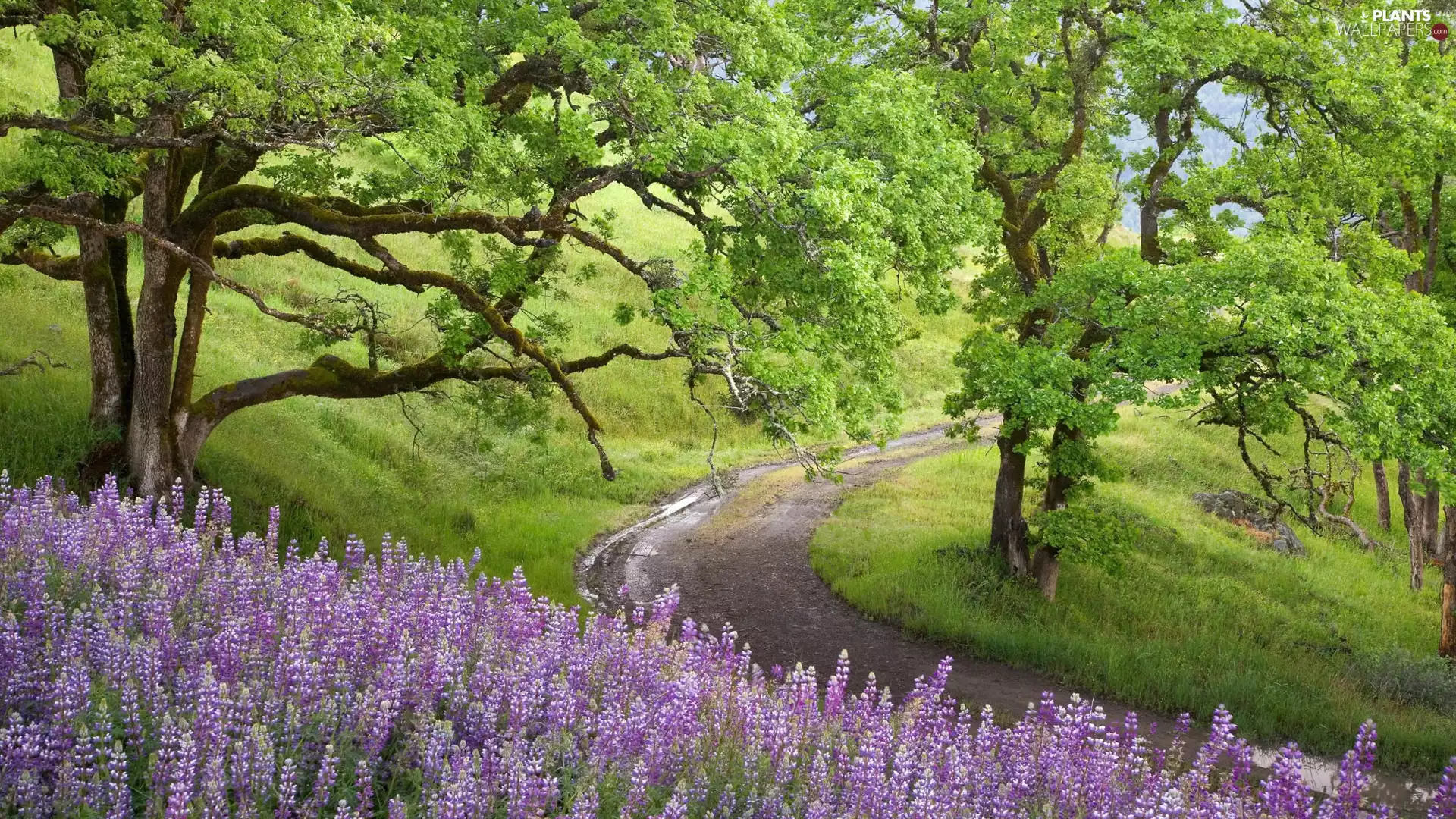 Flowers, Way, trees, viewes, landscape