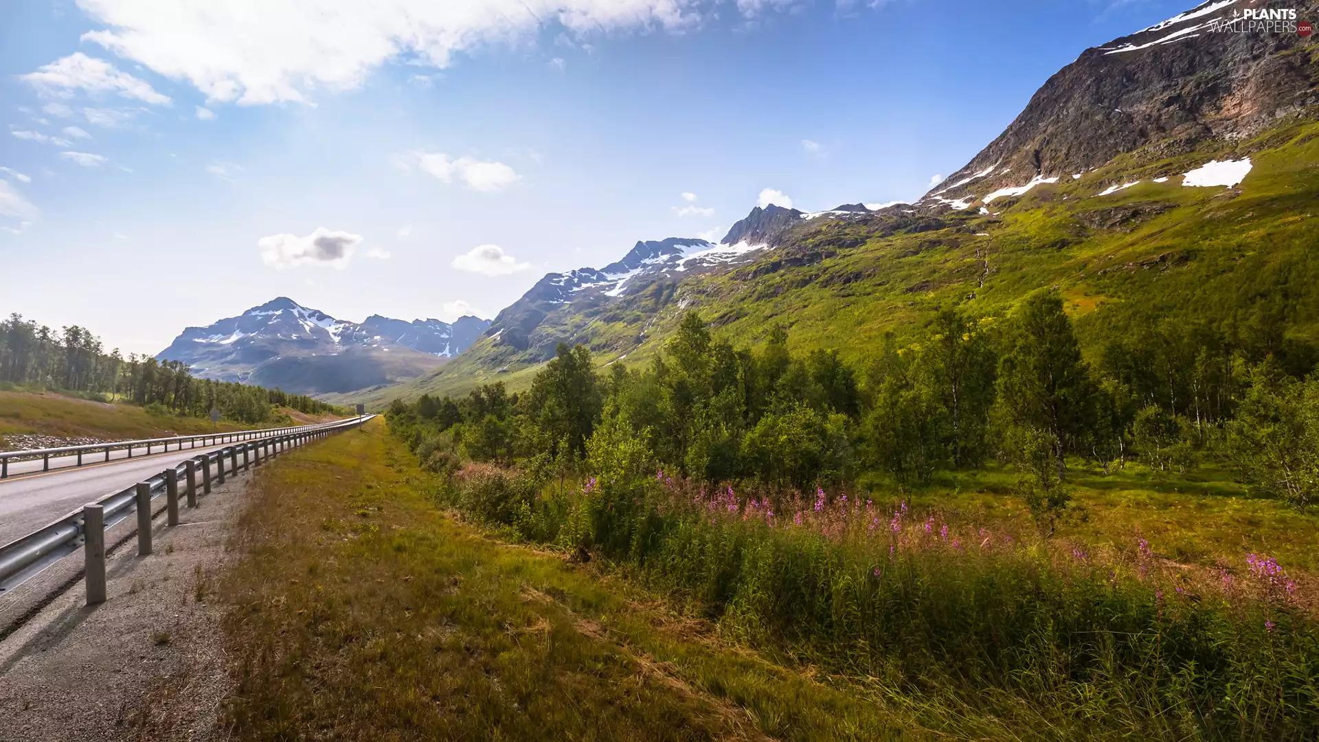Flowers, Way, trees, viewes, Mountains