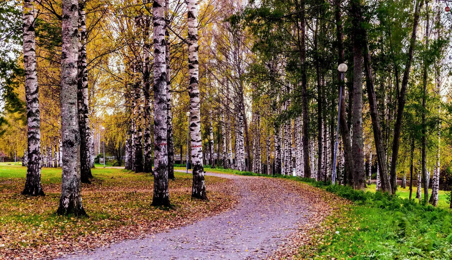 birch, Way, trees, viewes, Park