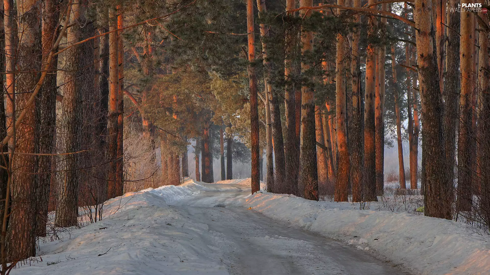 viewes, winter, snow, Way, pine, trees