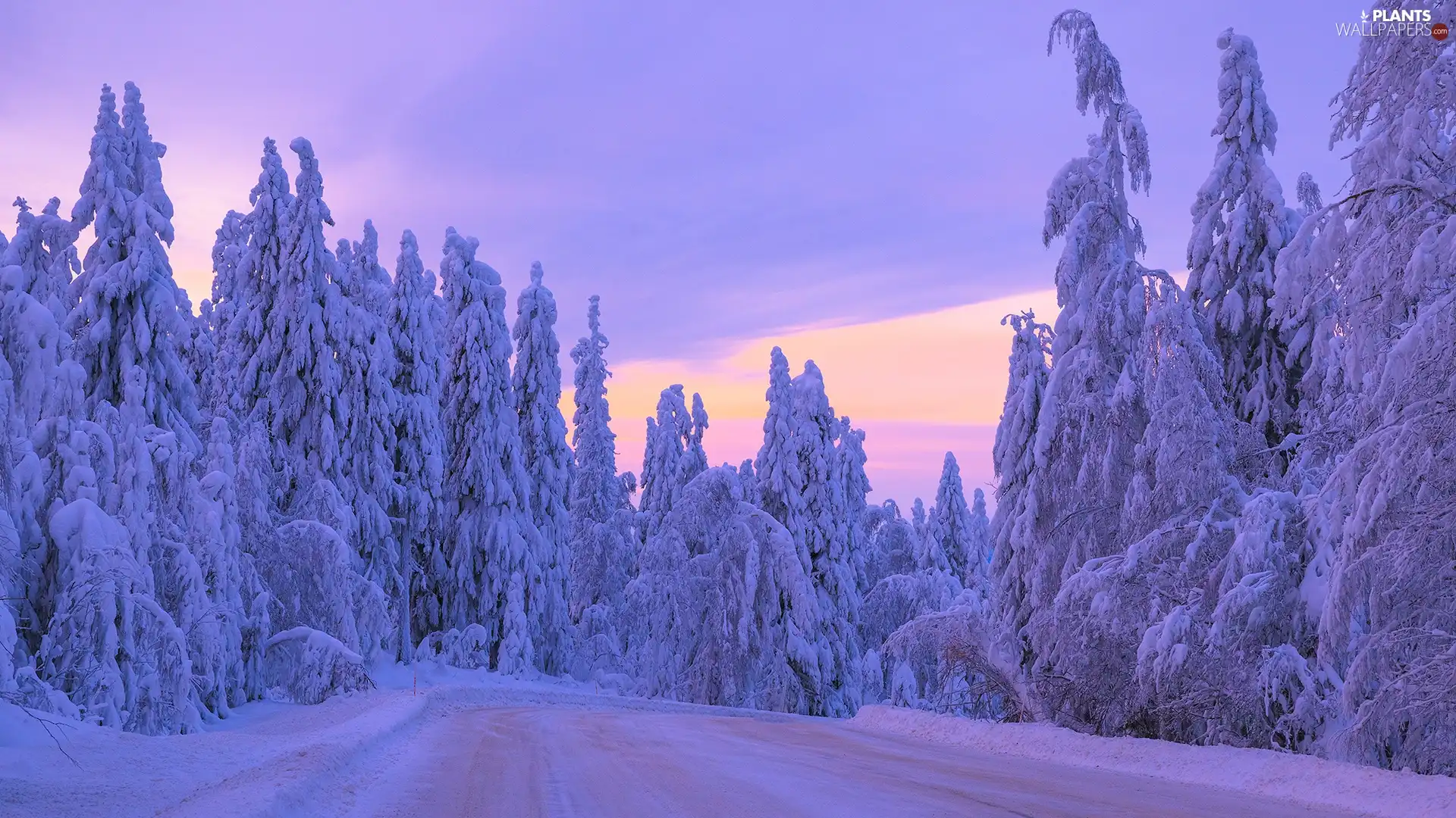 viewes, winter, Snowy, Way, Spruces, trees