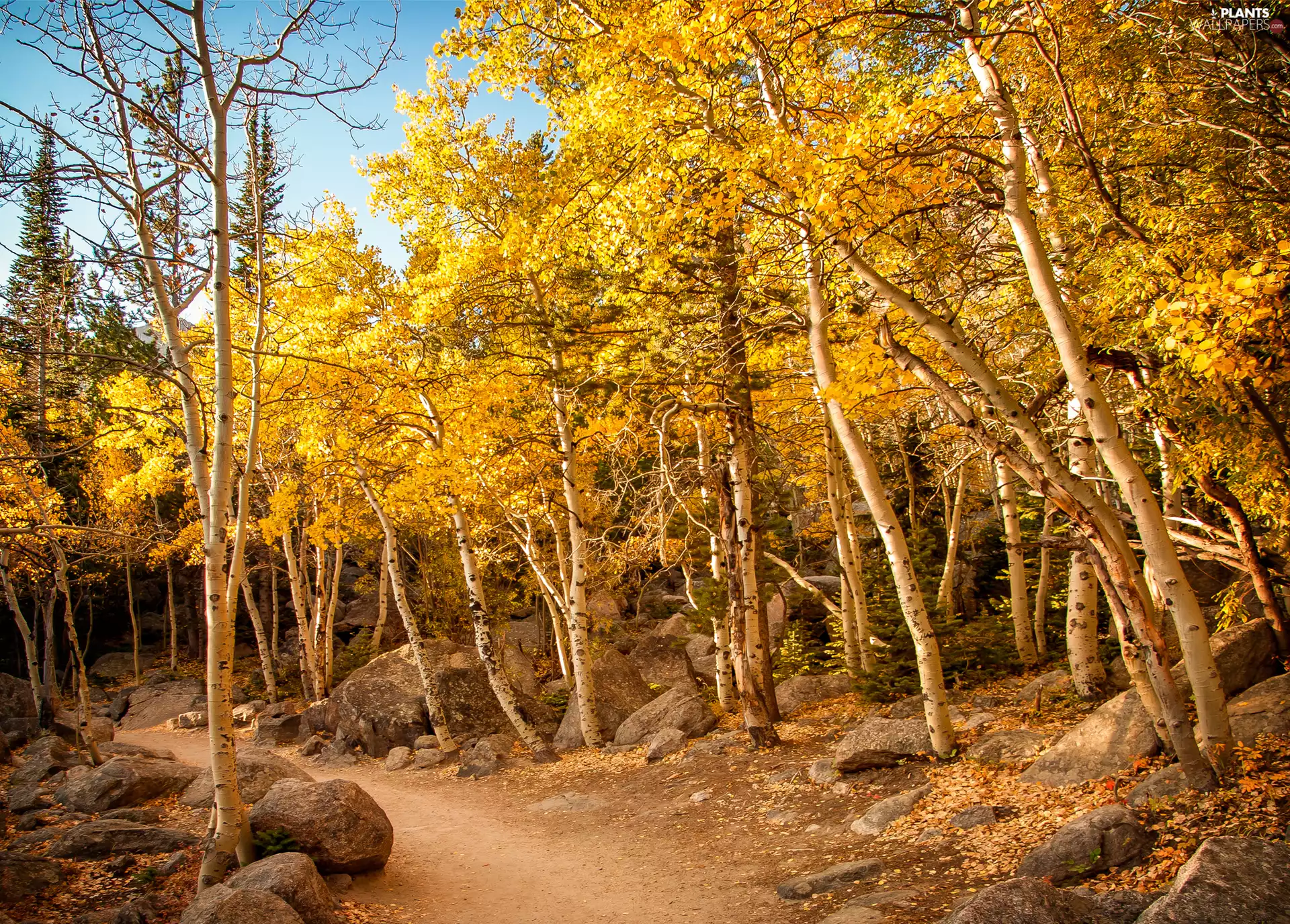 viewes, forest, Stones, Way, autumn, trees