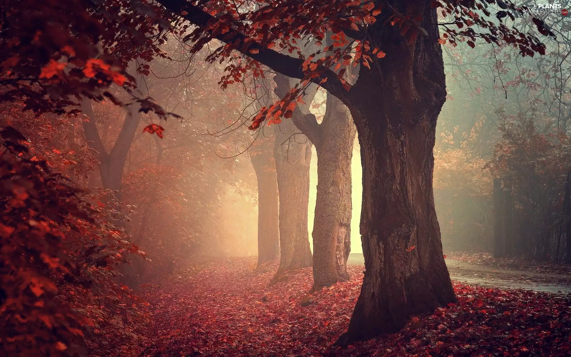 autumn, trees, forest, Way, Fog, viewes
