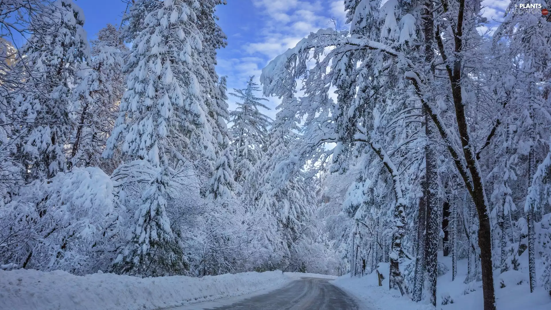 Snowy, forest, viewes, Way, winter, trees, clouds