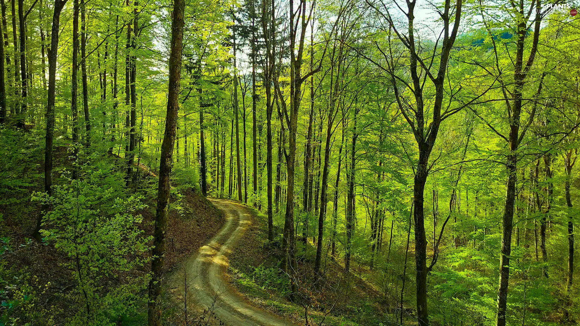 scarp, Green, viewes, Way, forest, trees, Spring