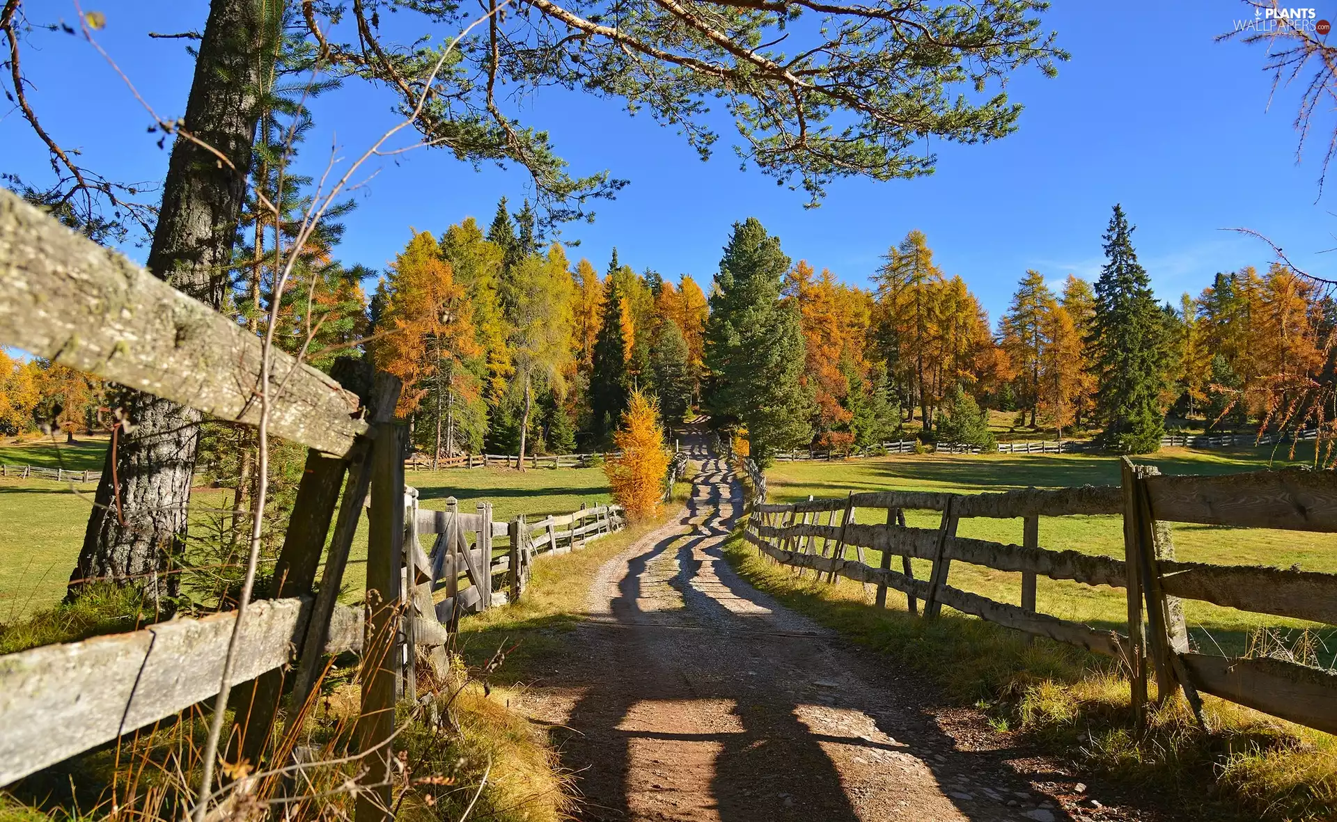 Fences, Ritten, viewes, Way, Italy, trees, autumn