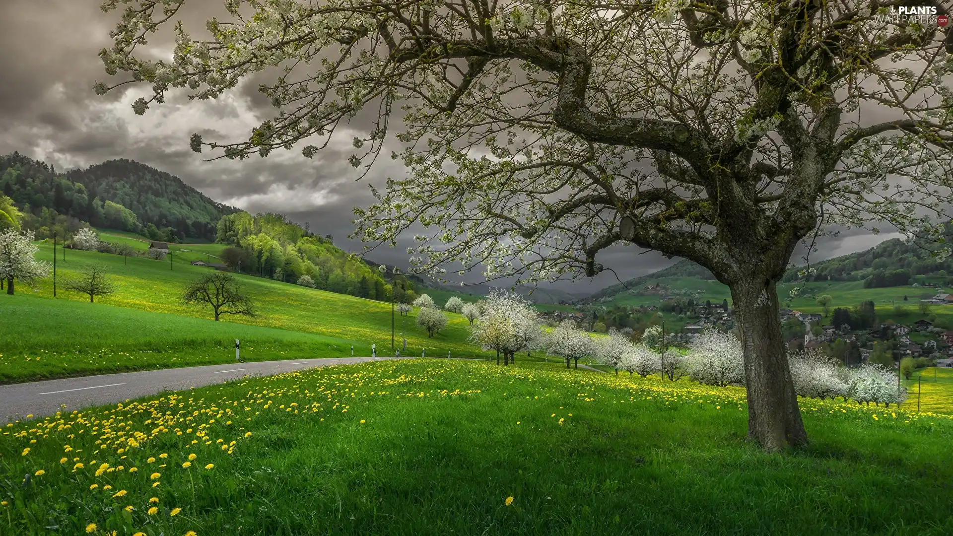 Way, Mountains, dandelion, flourishing, clouds, Spring, viewes, grass, trees