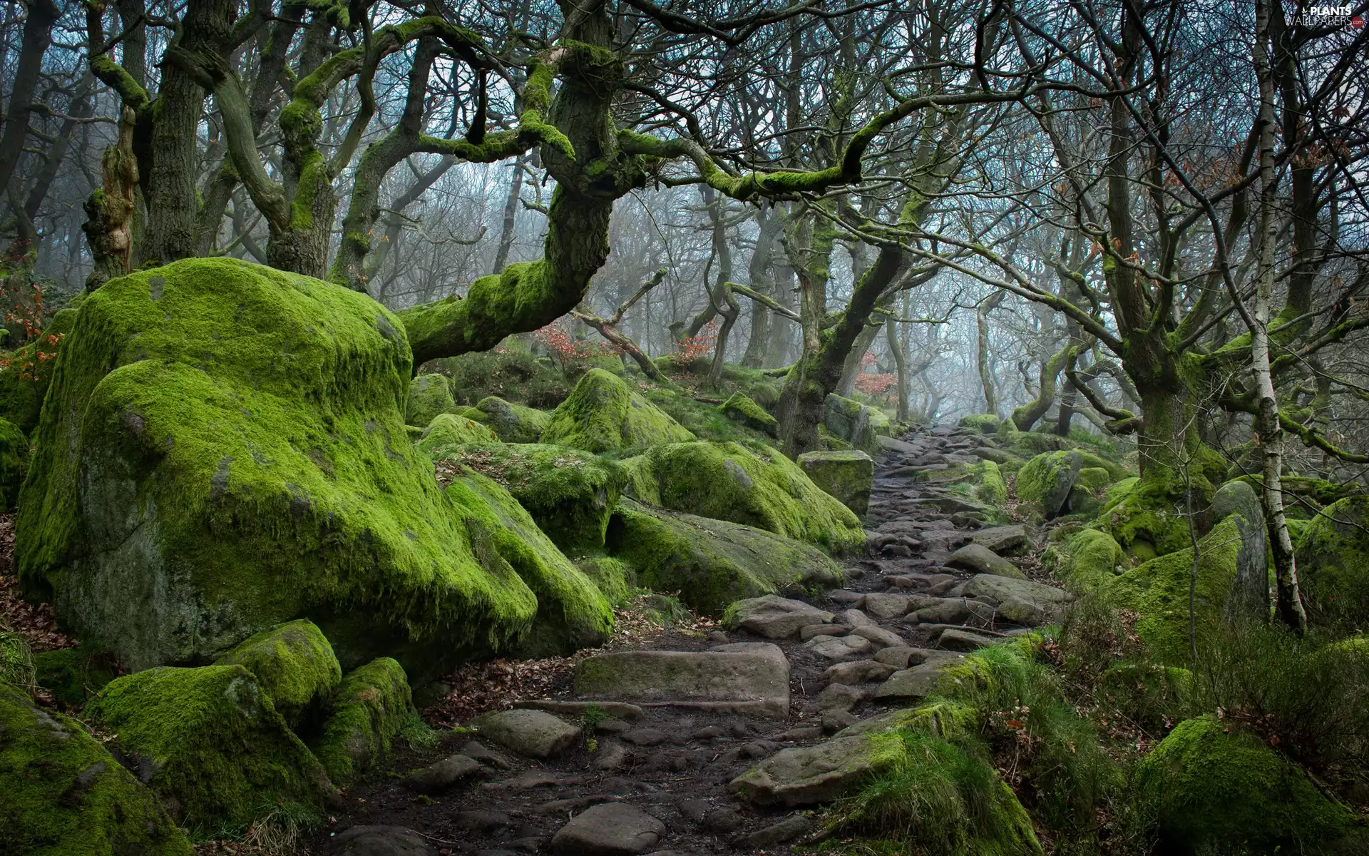 Way, forest, stone, Path, mossy, Stones, viewes, Moss, trees