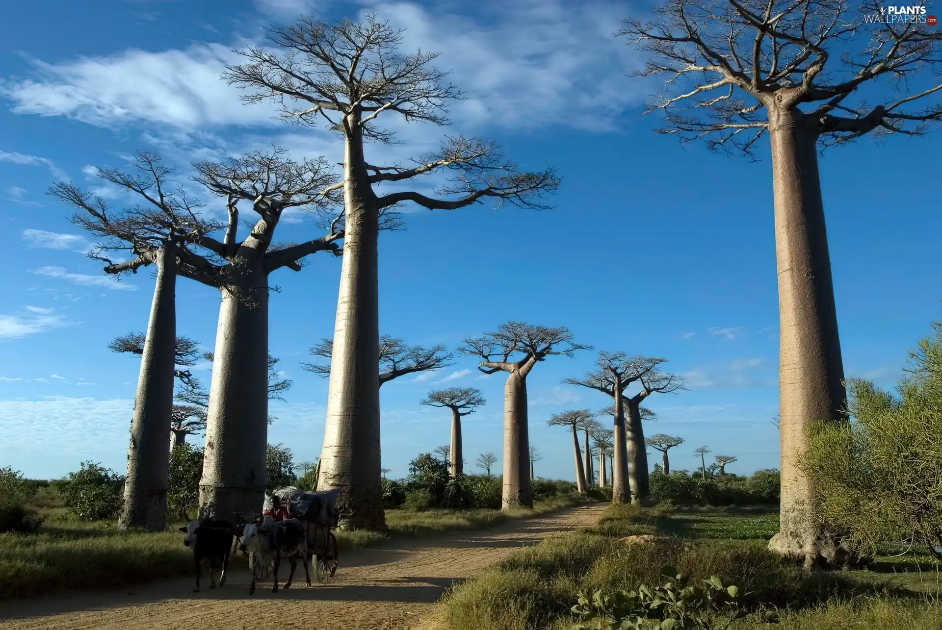 Way, wagon, viewes, Baobabs, trees