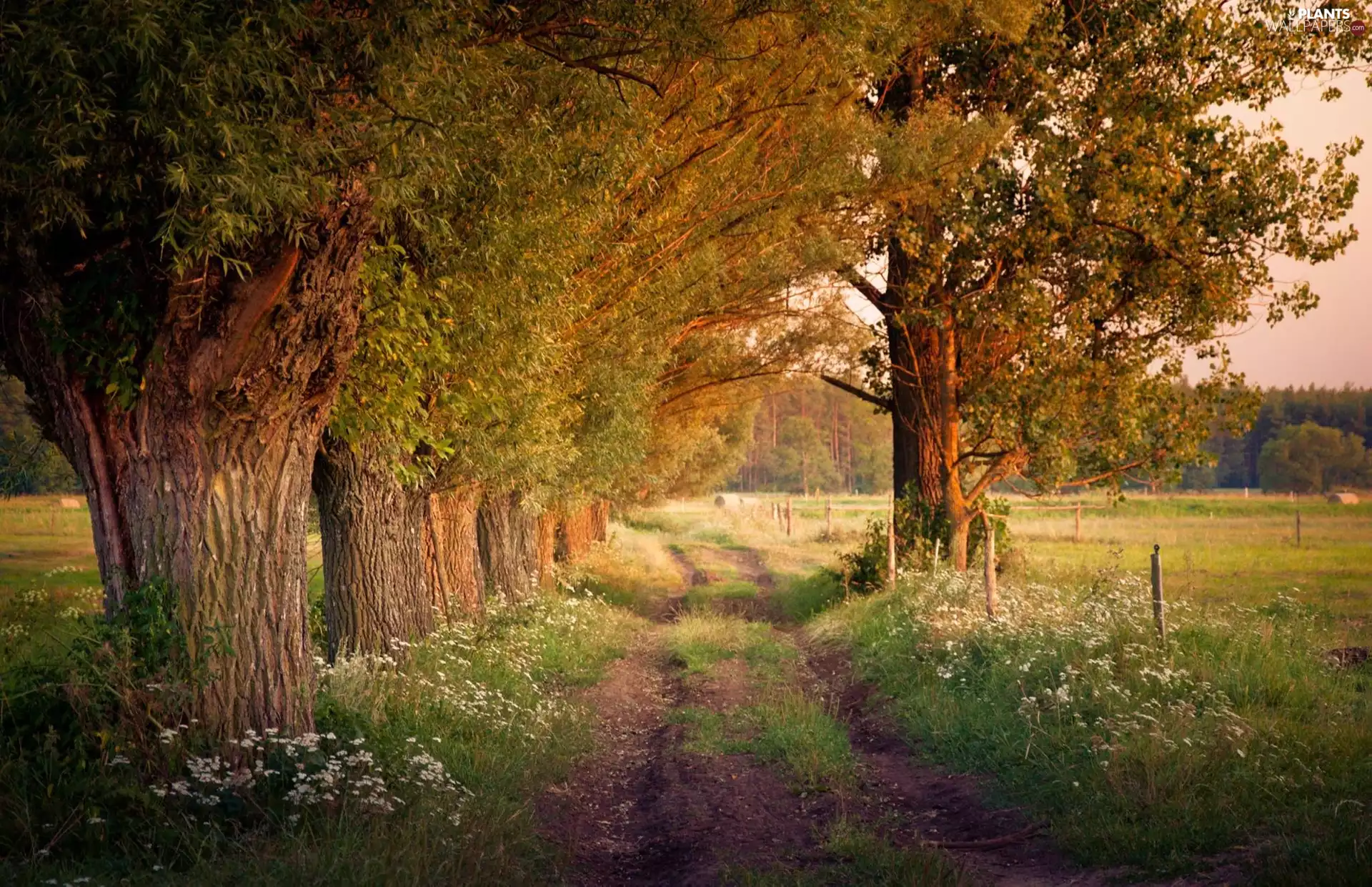 willow, Field, Meadow, Way